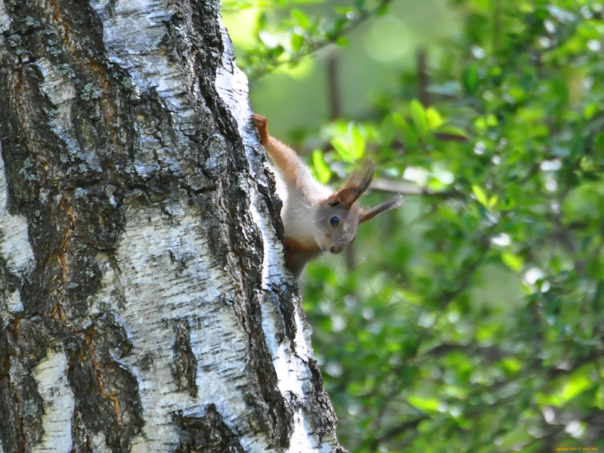 животные, белки