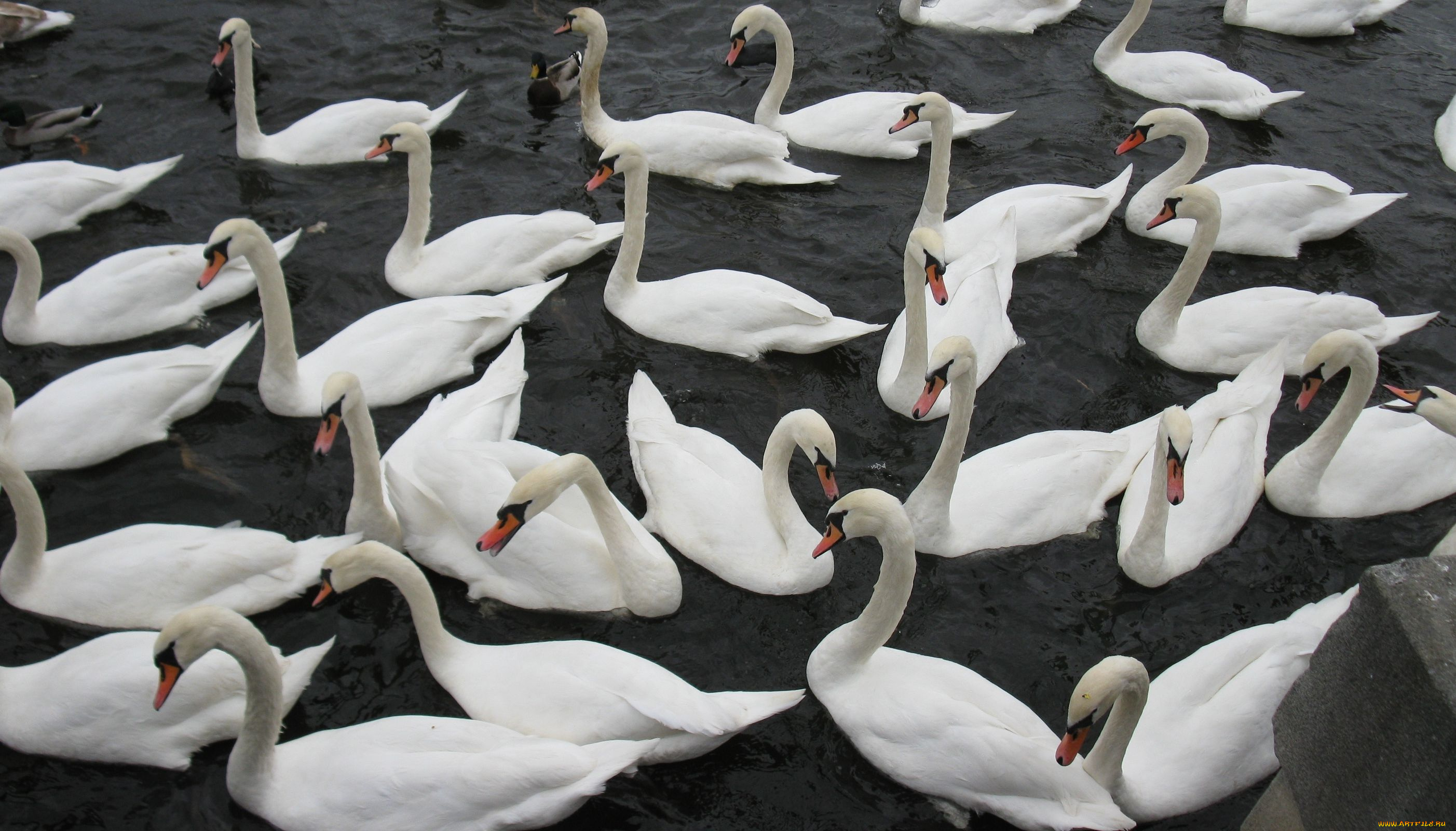 животные, лебеди
