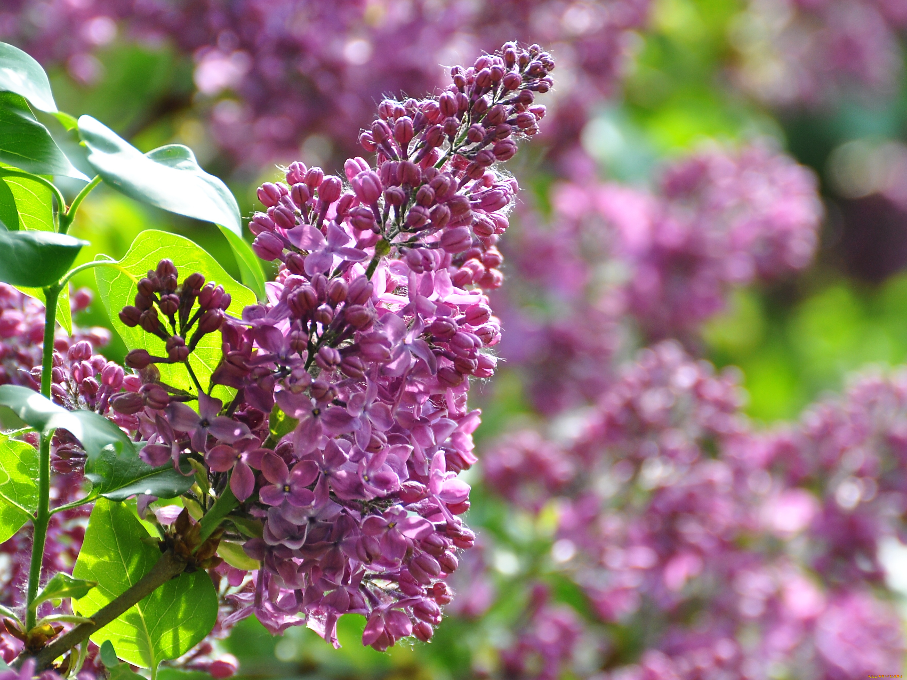 цветы, сирень