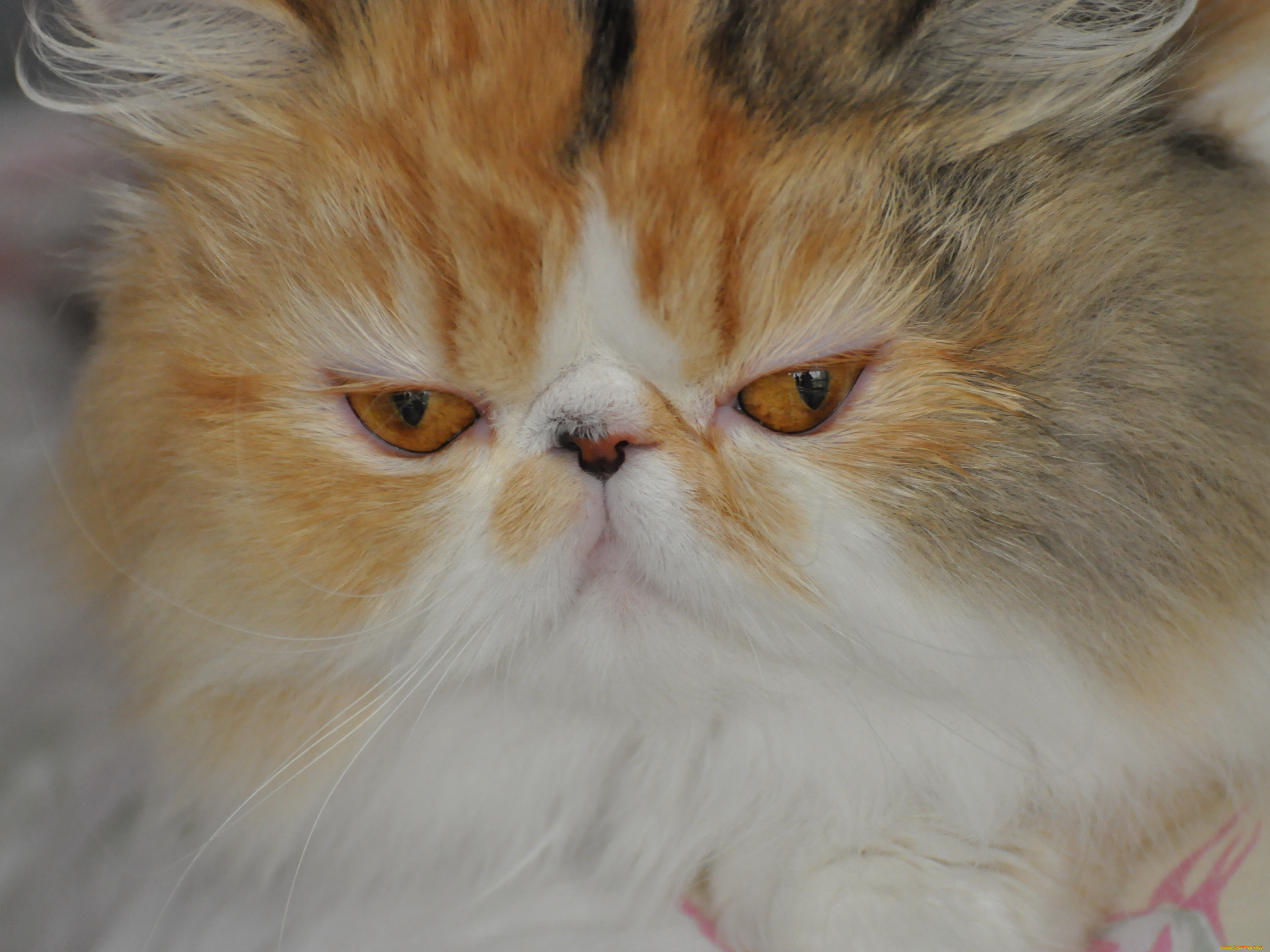 животные, коты