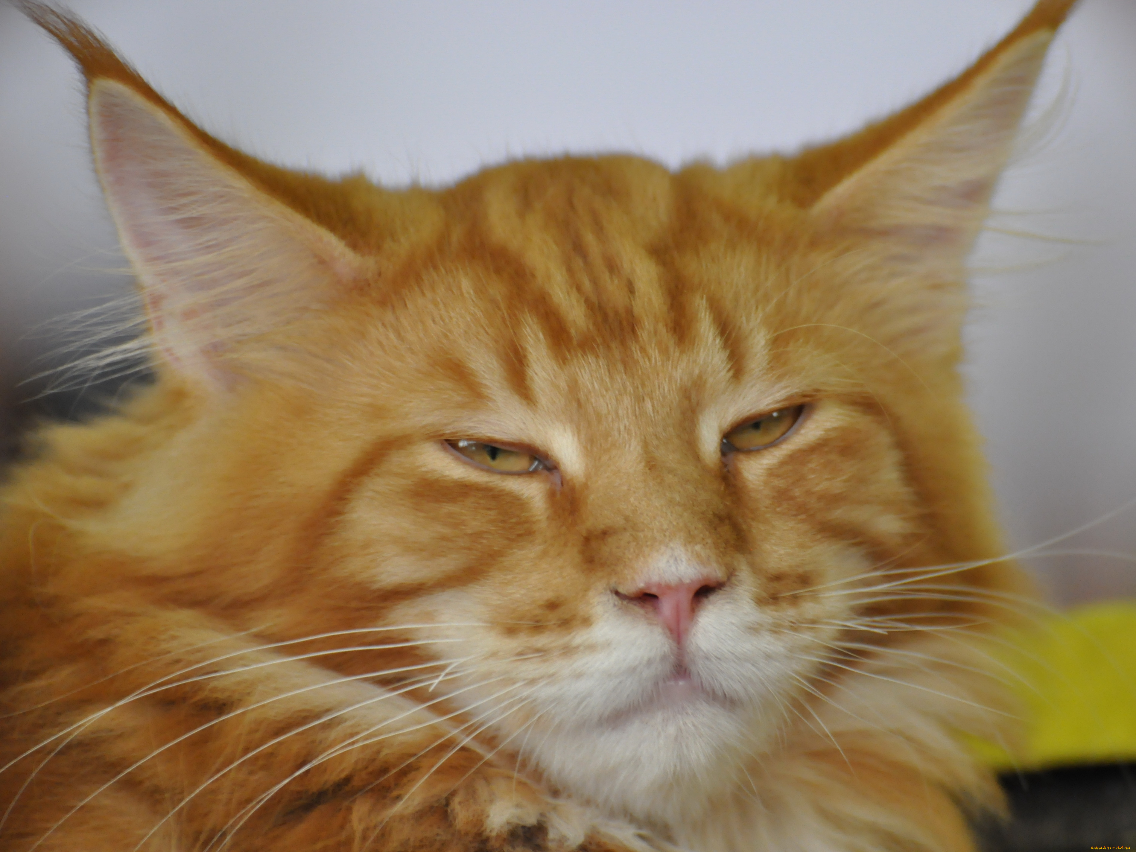 животные, коты