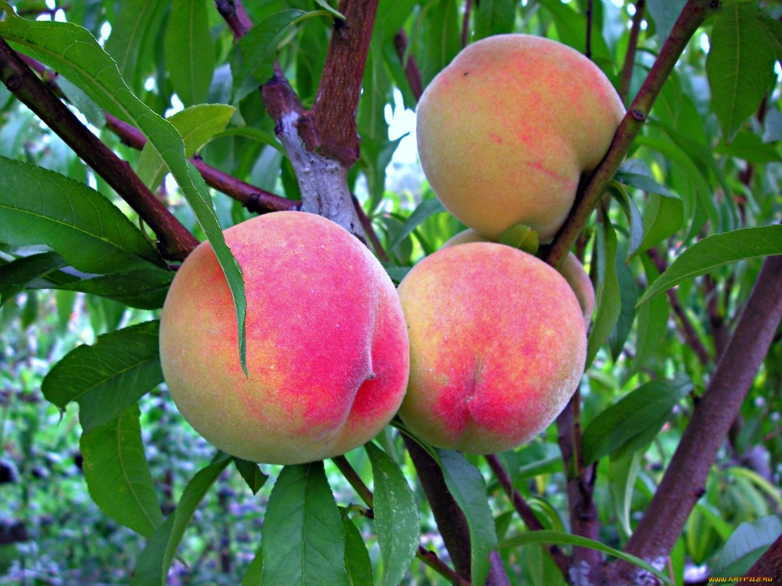 природа, плоды, персики