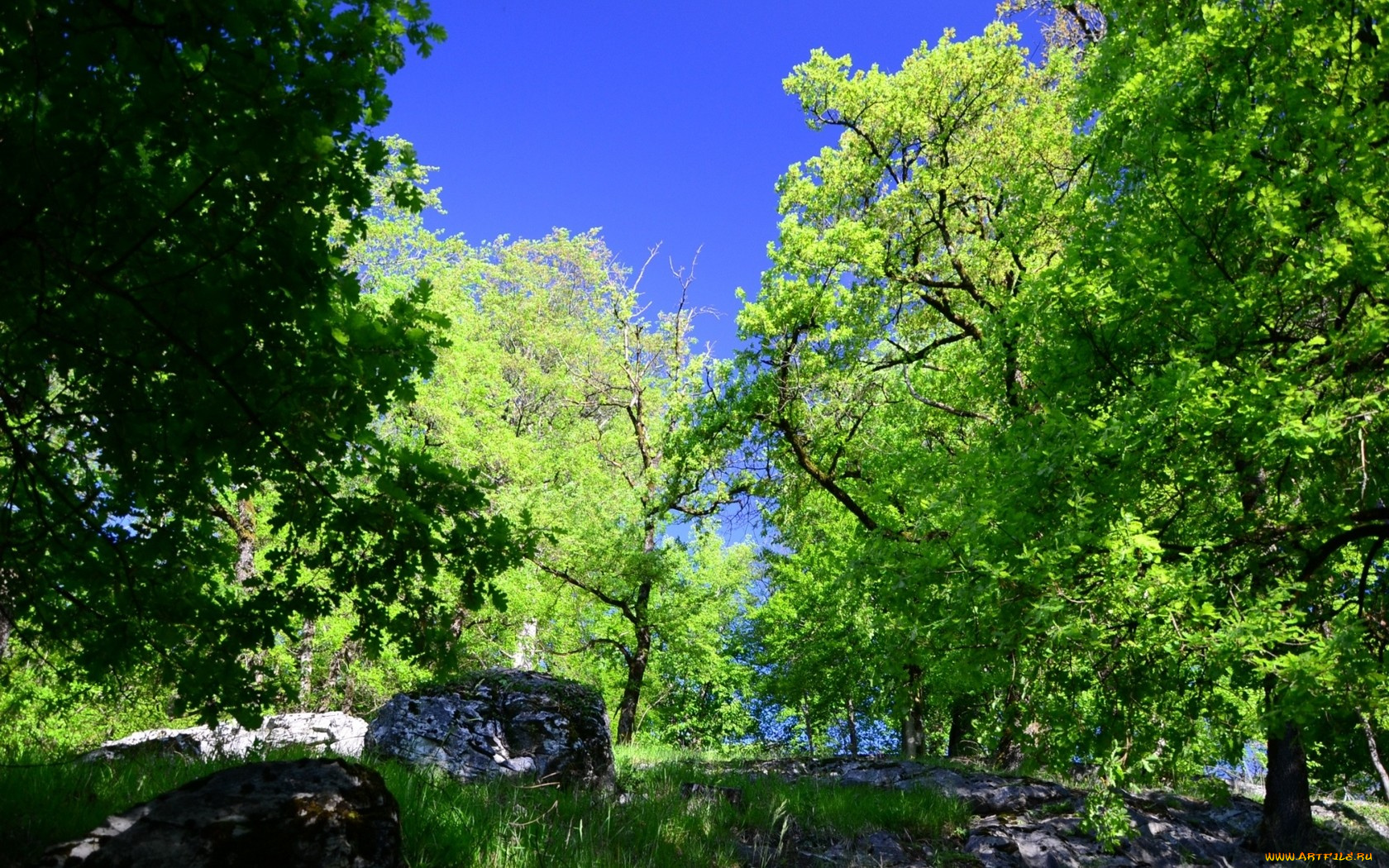 природа, деревья, камни, весна