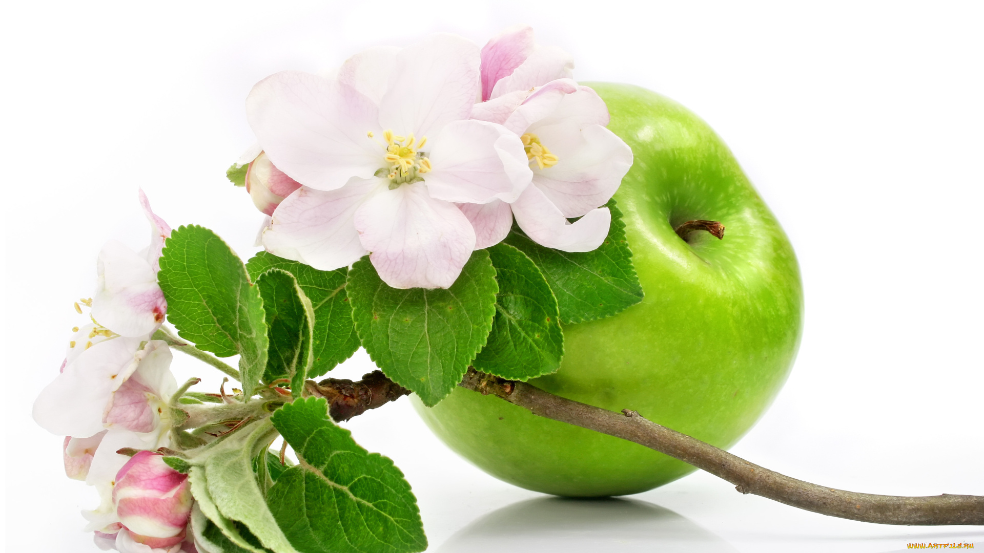 еда, Яблоки, цветы, ветка, яблони, зелёное, яблоко