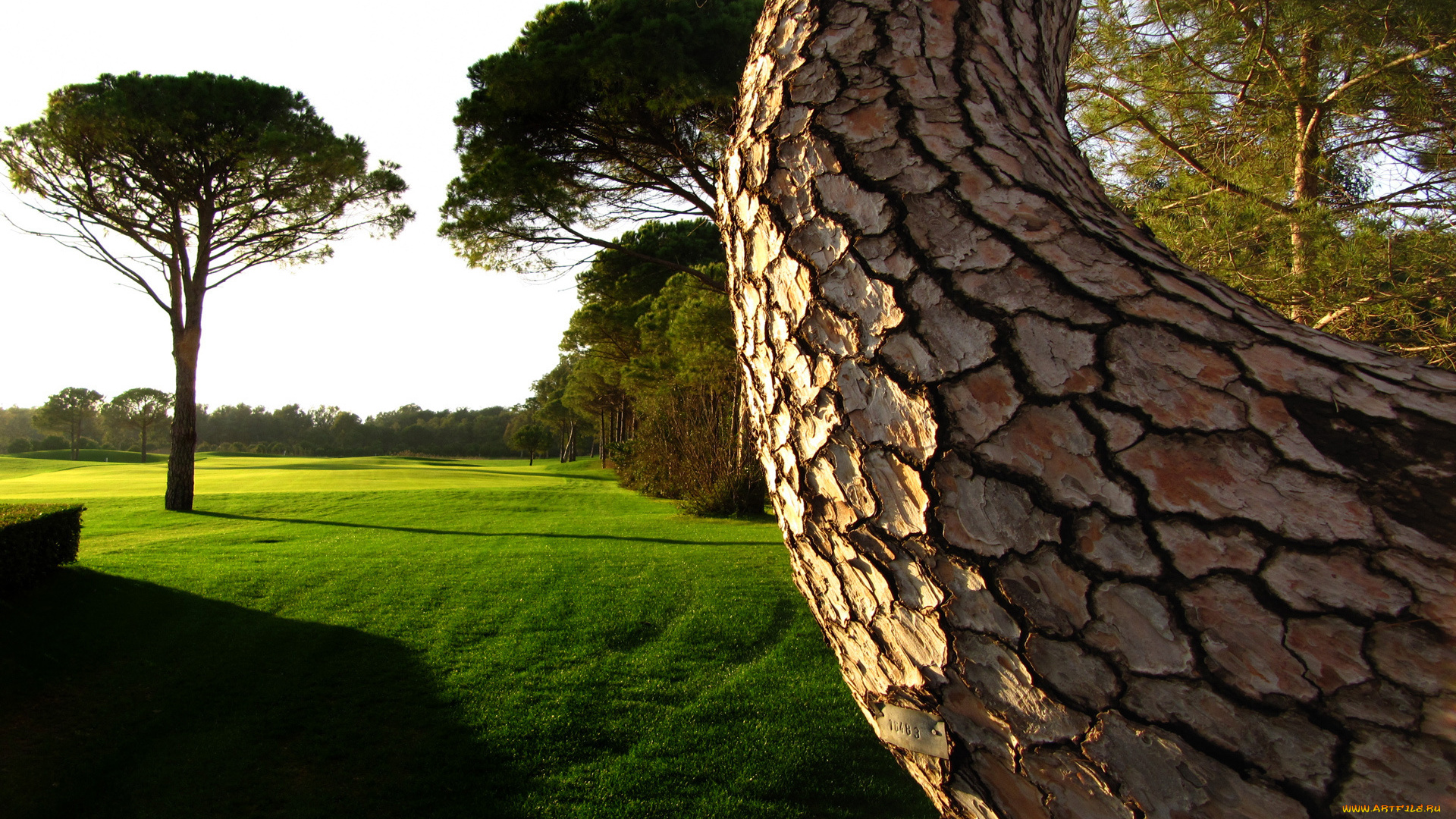 природа, деревья, дерево, лужайка, изогнутое, трава, газон, старое