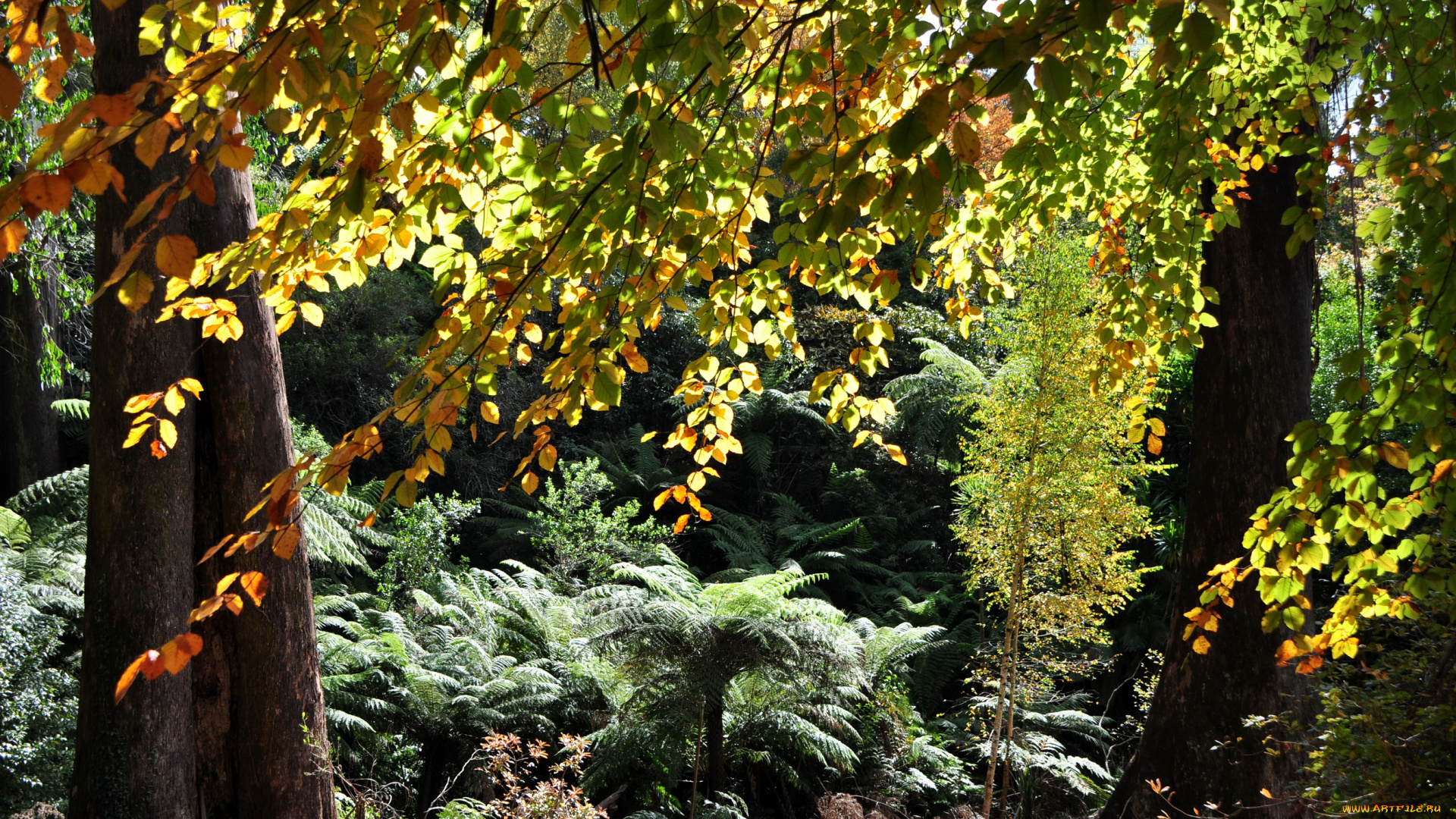 природа, деревья, olinda, тропики, австралия, кусты, gardens