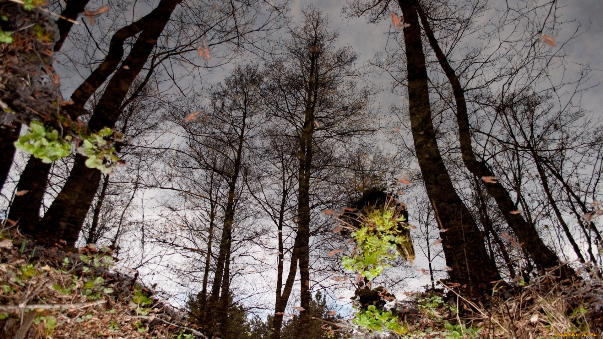 природа, деревья, отражение, вода, лужа, листья, осень