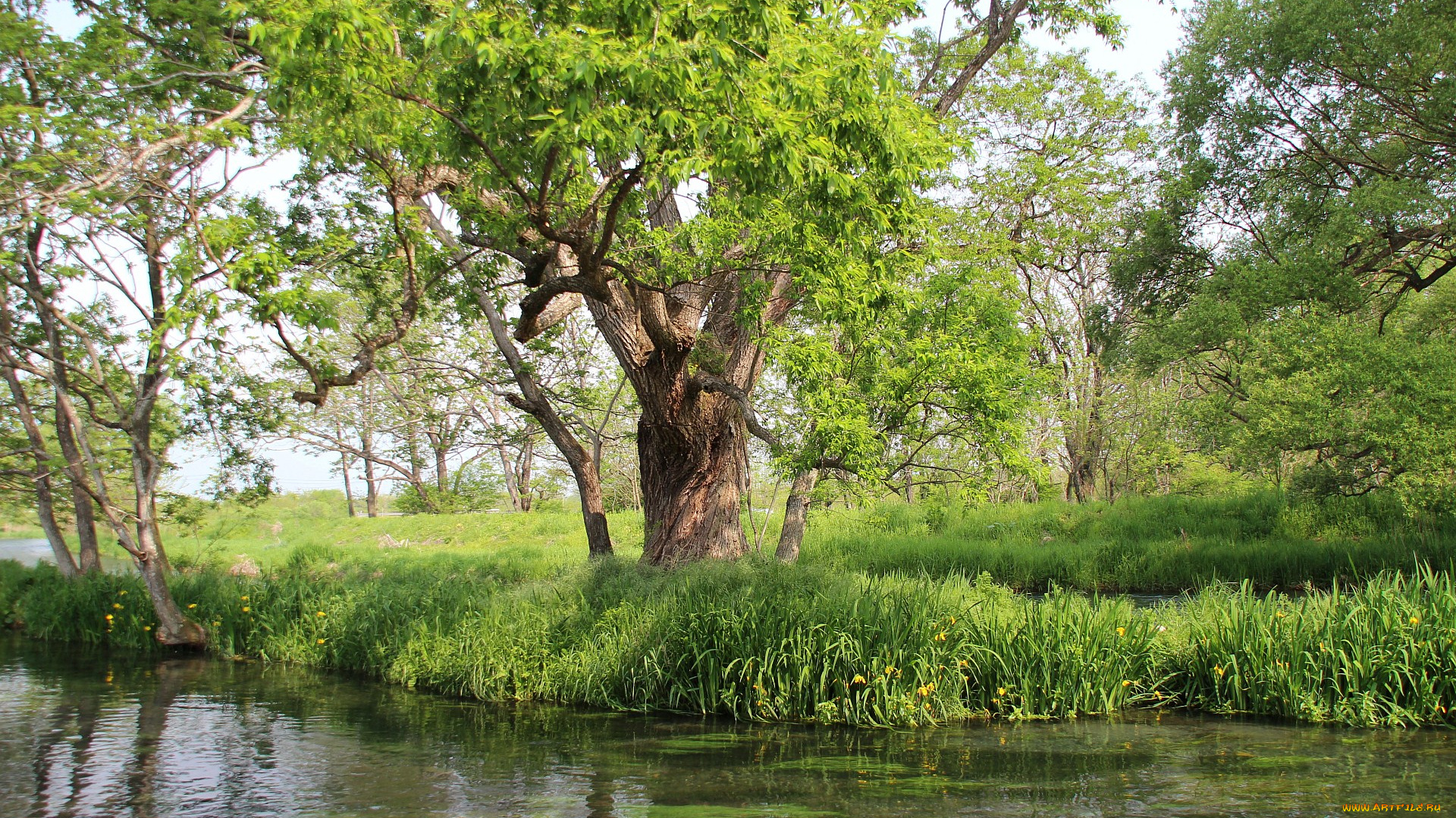 природа, деревья, весна, яблоня, цветы