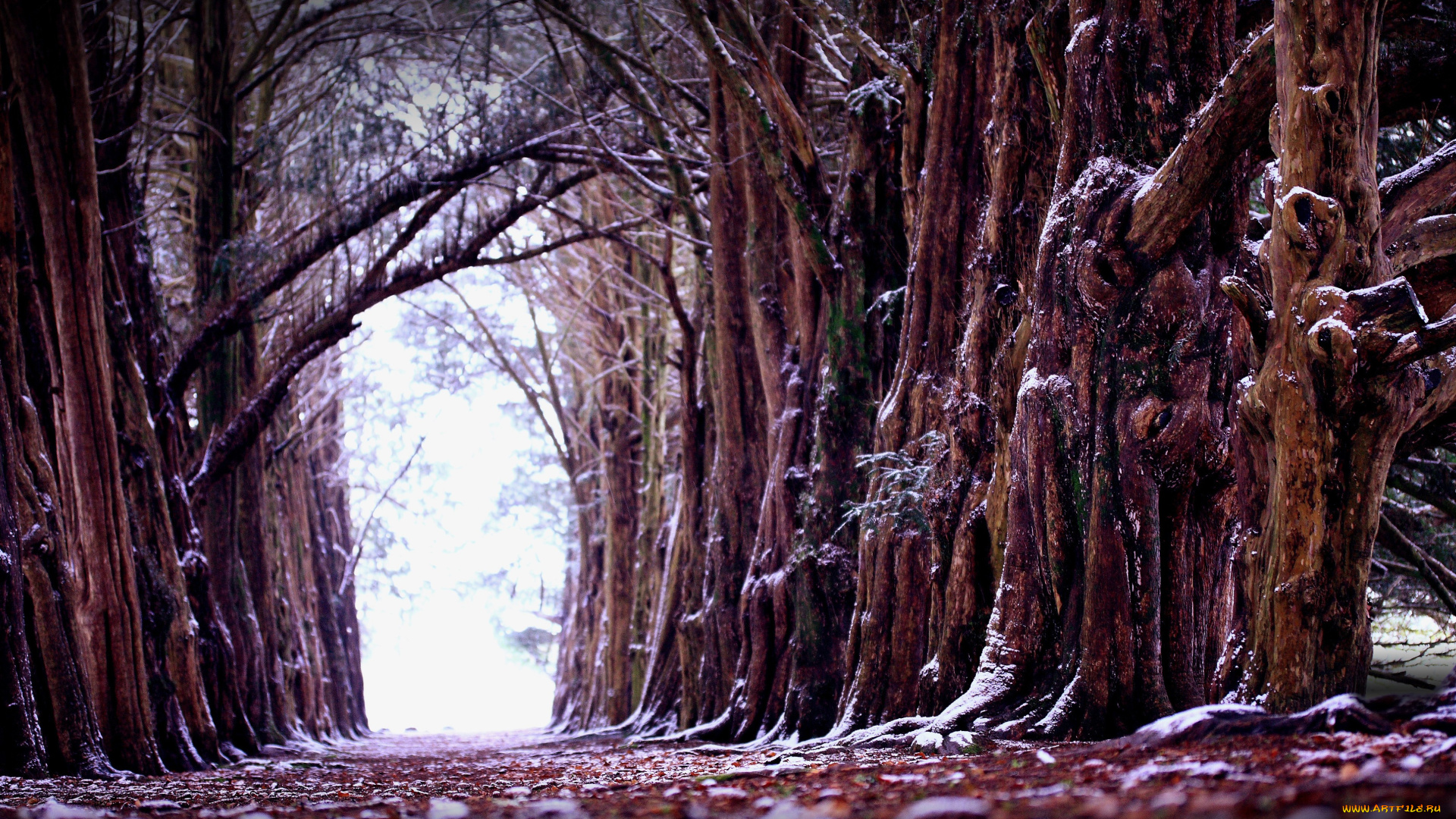 природа, деревья, зима, старые