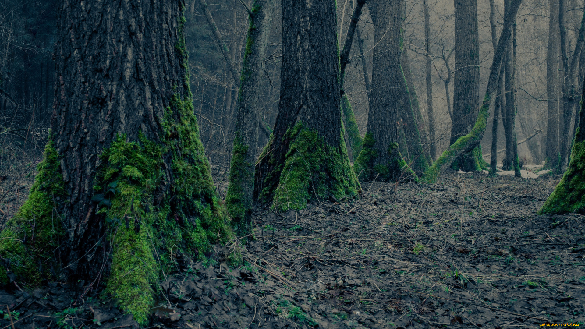 природа, лес, деревья, мох, сухая, листва