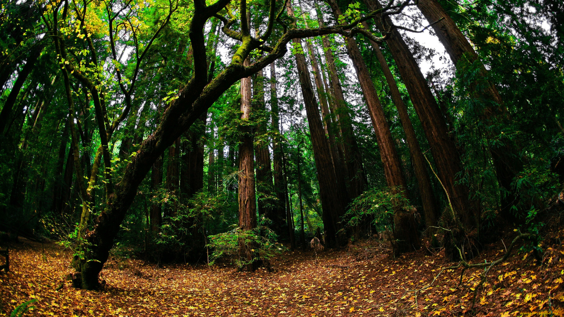 природа, лес, листва, осень, зелень