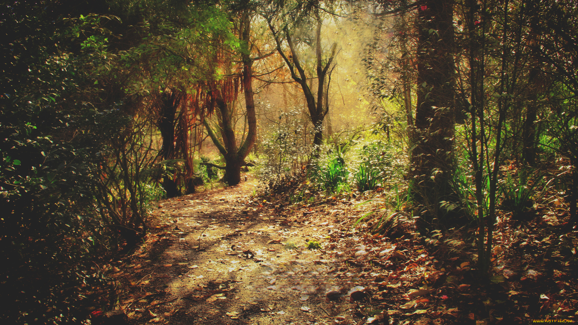 природа, лес, листья, деревья