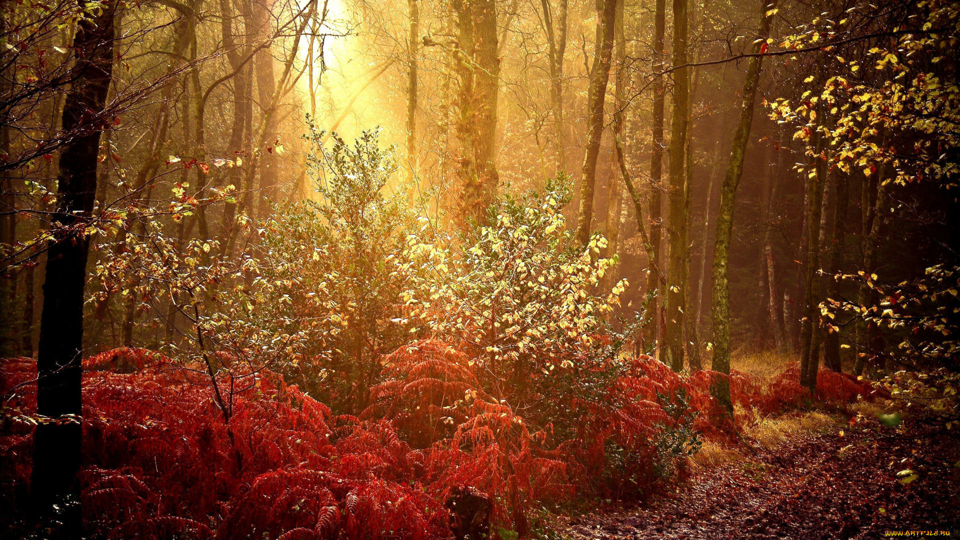 природа, лес, осень, краски