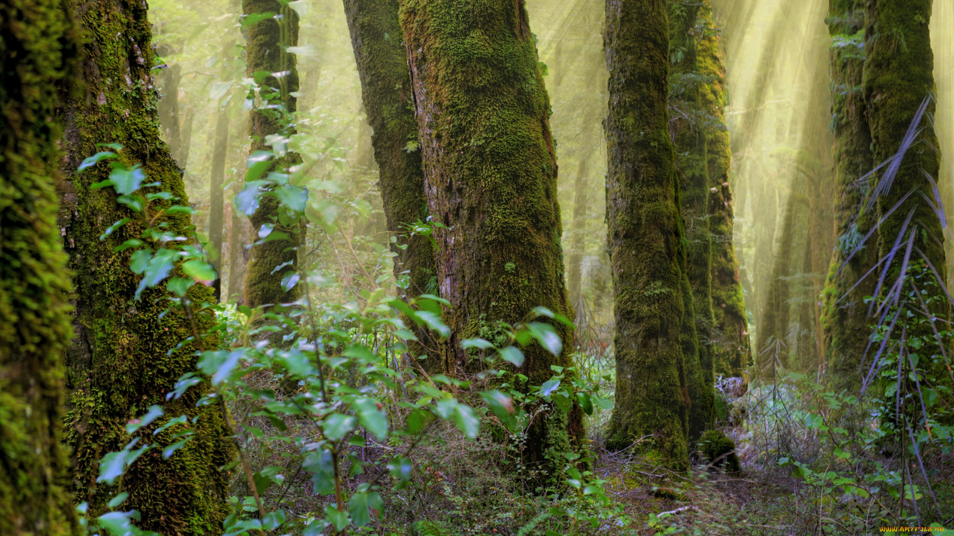 природа, лес, стволы, мох