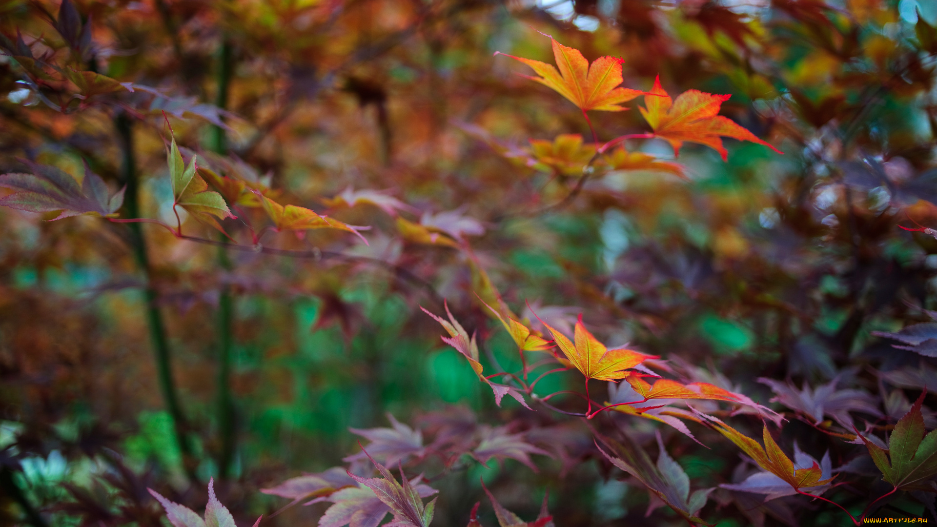 природа, листья, листва, ветки