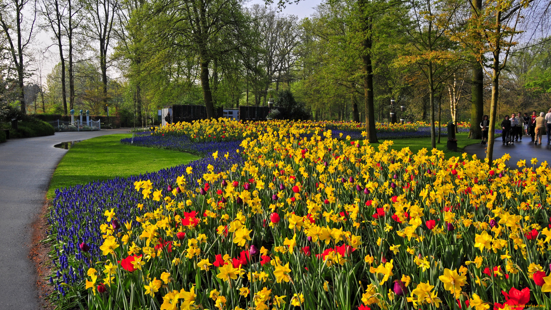 природа, парк, keukenhof, lisse, netherlands