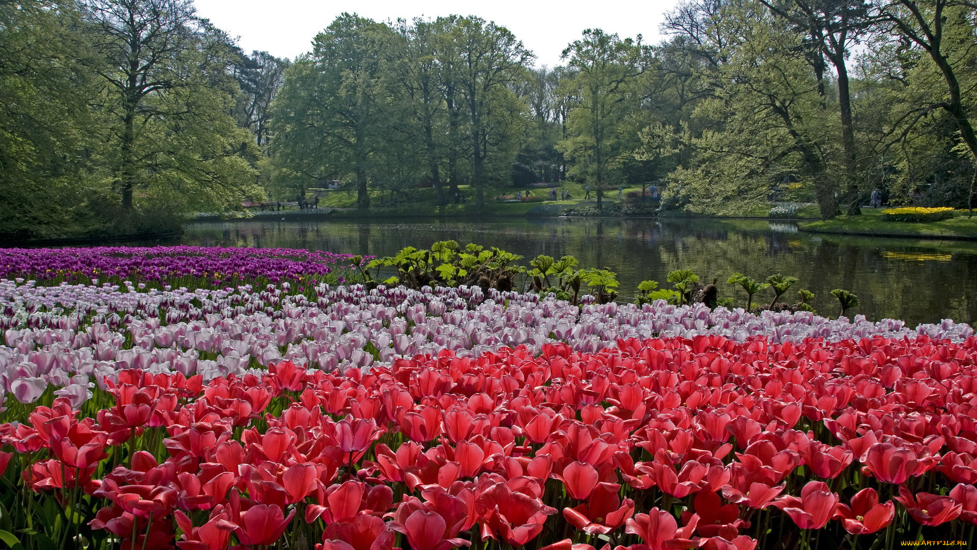природа, парк, keukenhof, lisse, netherlands