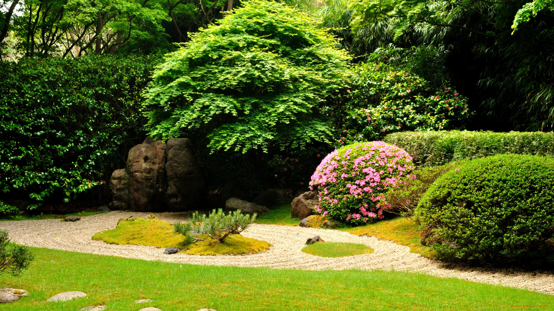 природа, парк, япония