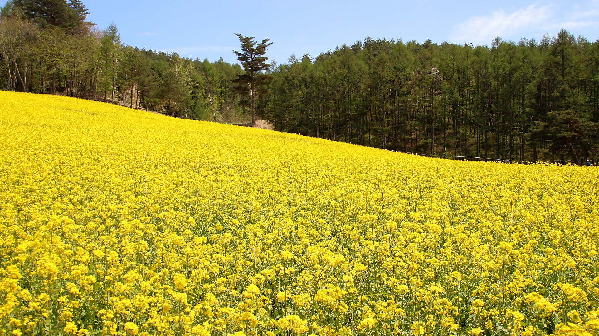 природа, поля, лес, репак
