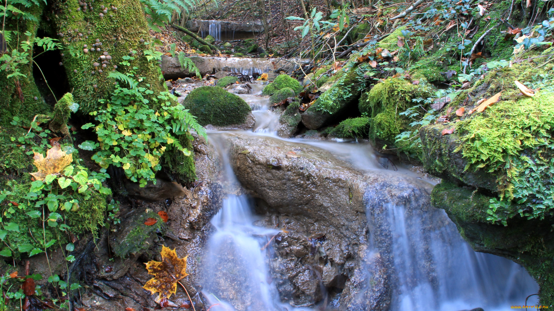 природа, реки, озера, мох, трава, камни, вода