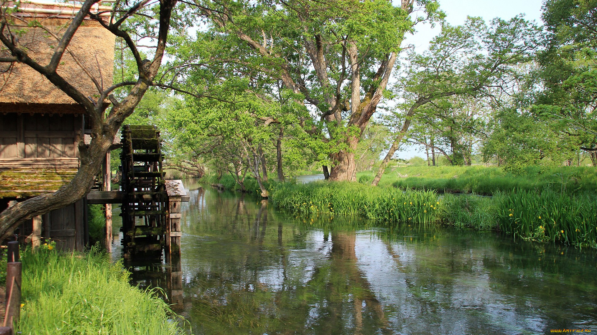 природа, реки, озера, река, трава, деревья