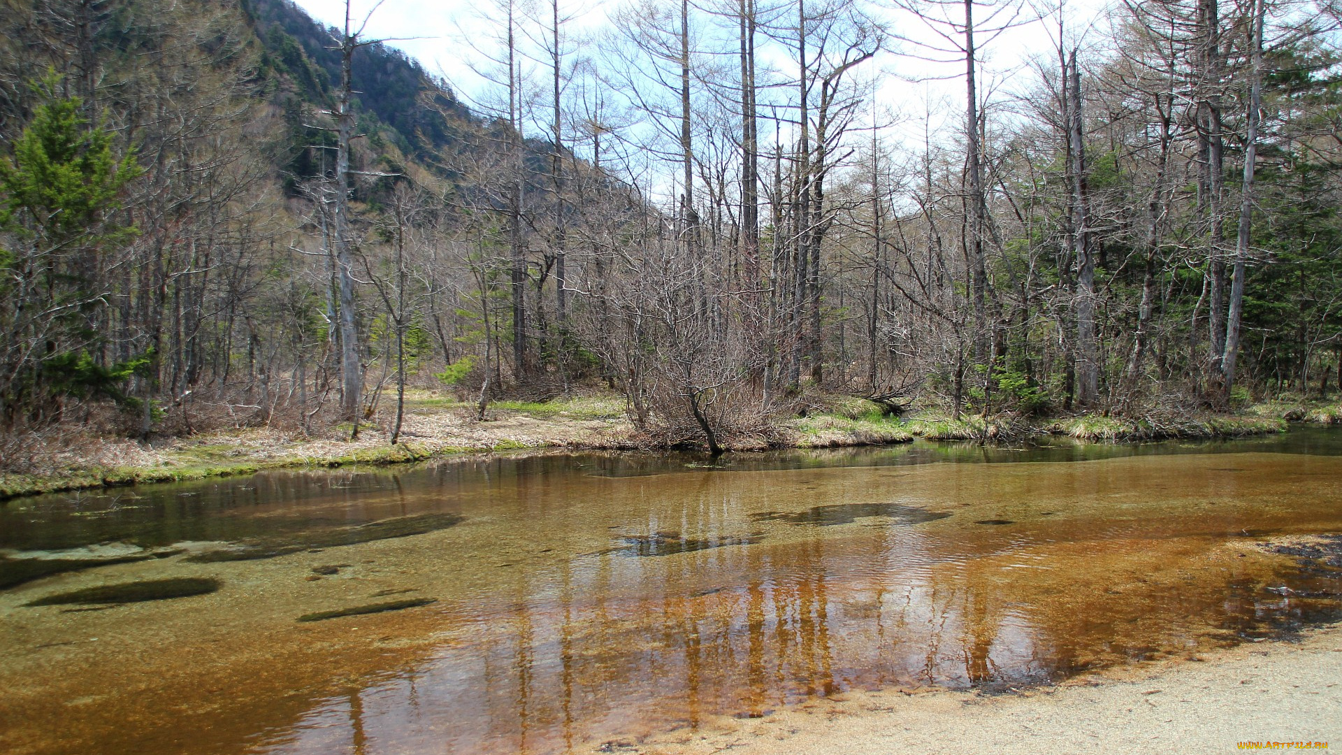 природа, реки, озера, река, весна