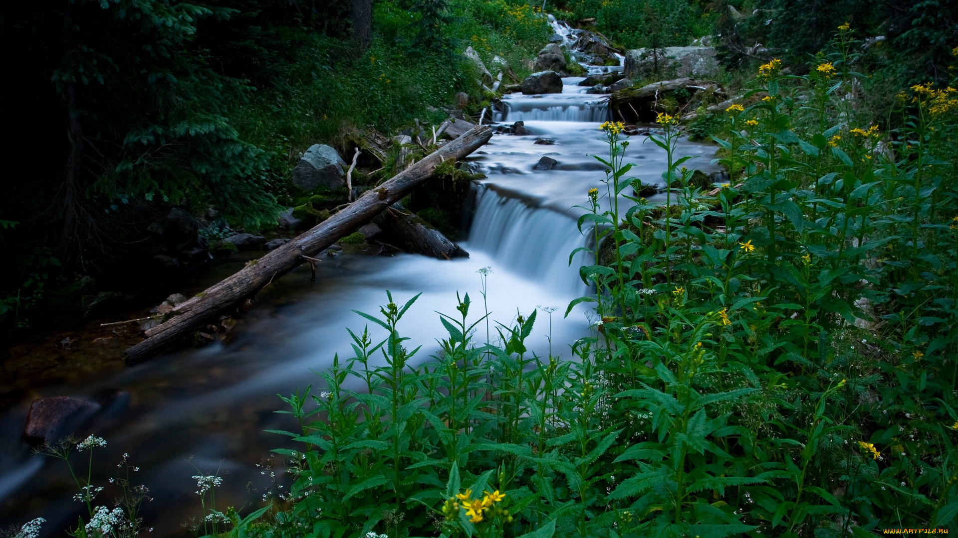 природа, реки, озера, ручей, вода, поток, трава, растения