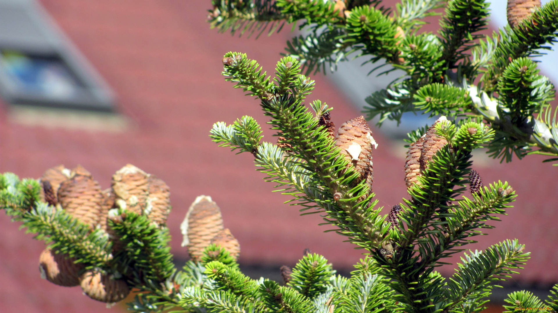 природа, шишки, жёлуди, каштаны, мухомор