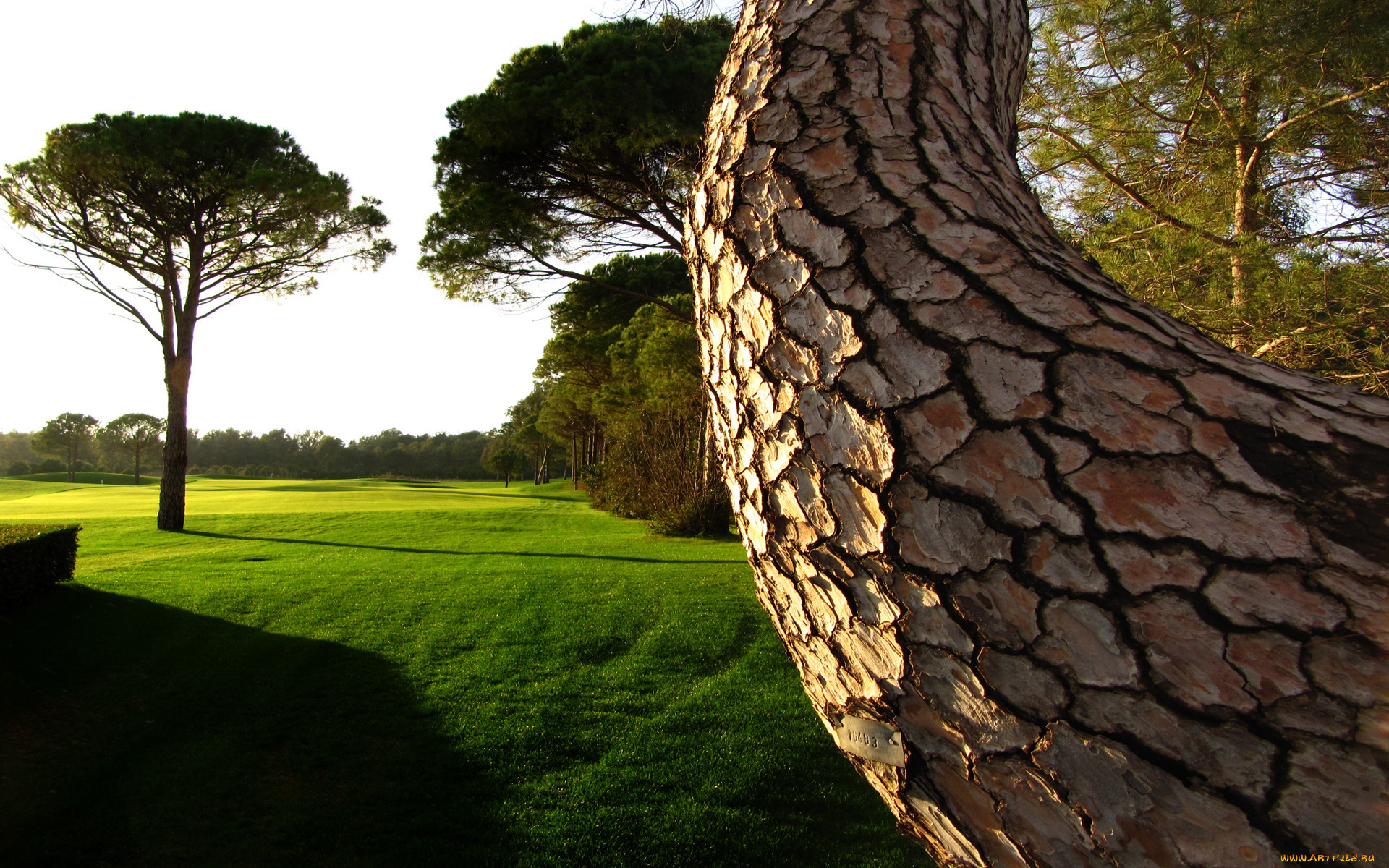 природа, деревья, дерево, лужайка, изогнутое, трава, газон, старое