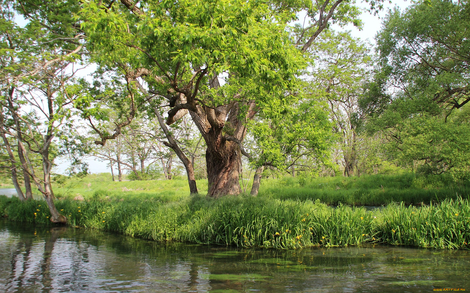 природа, деревья, весна, яблоня, цветы