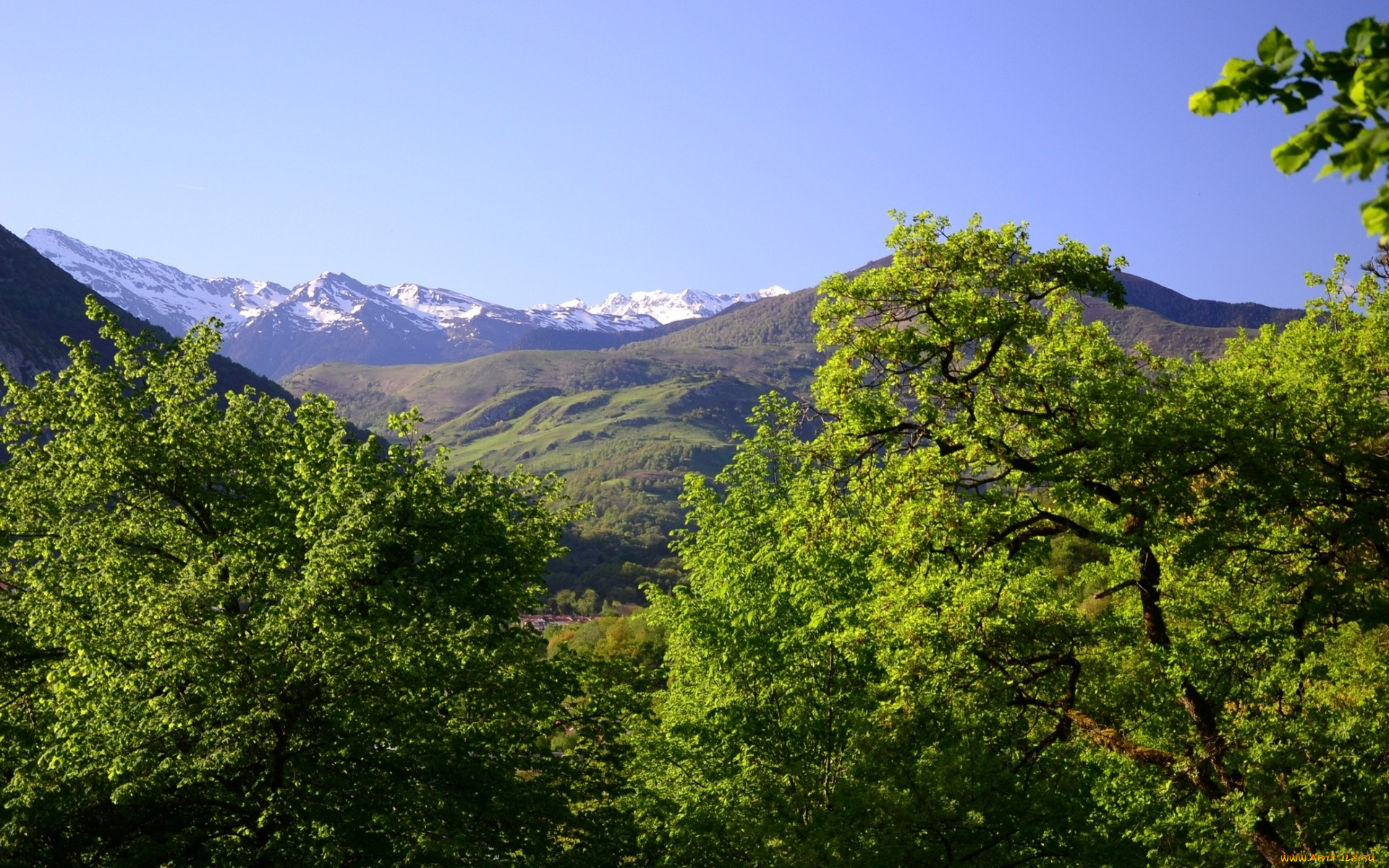 природа, горы, деревья, вершины