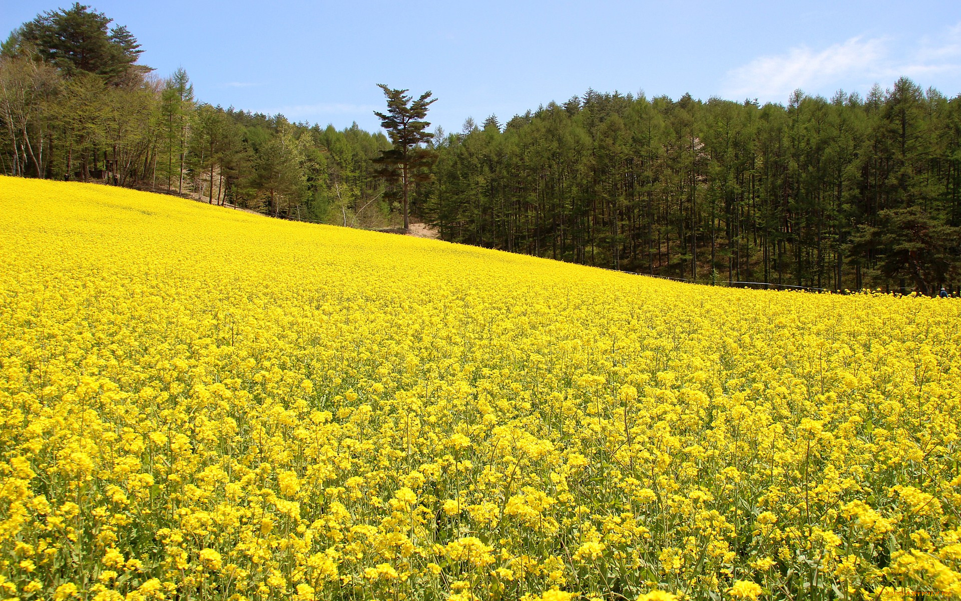 природа, поля, лес, репак
