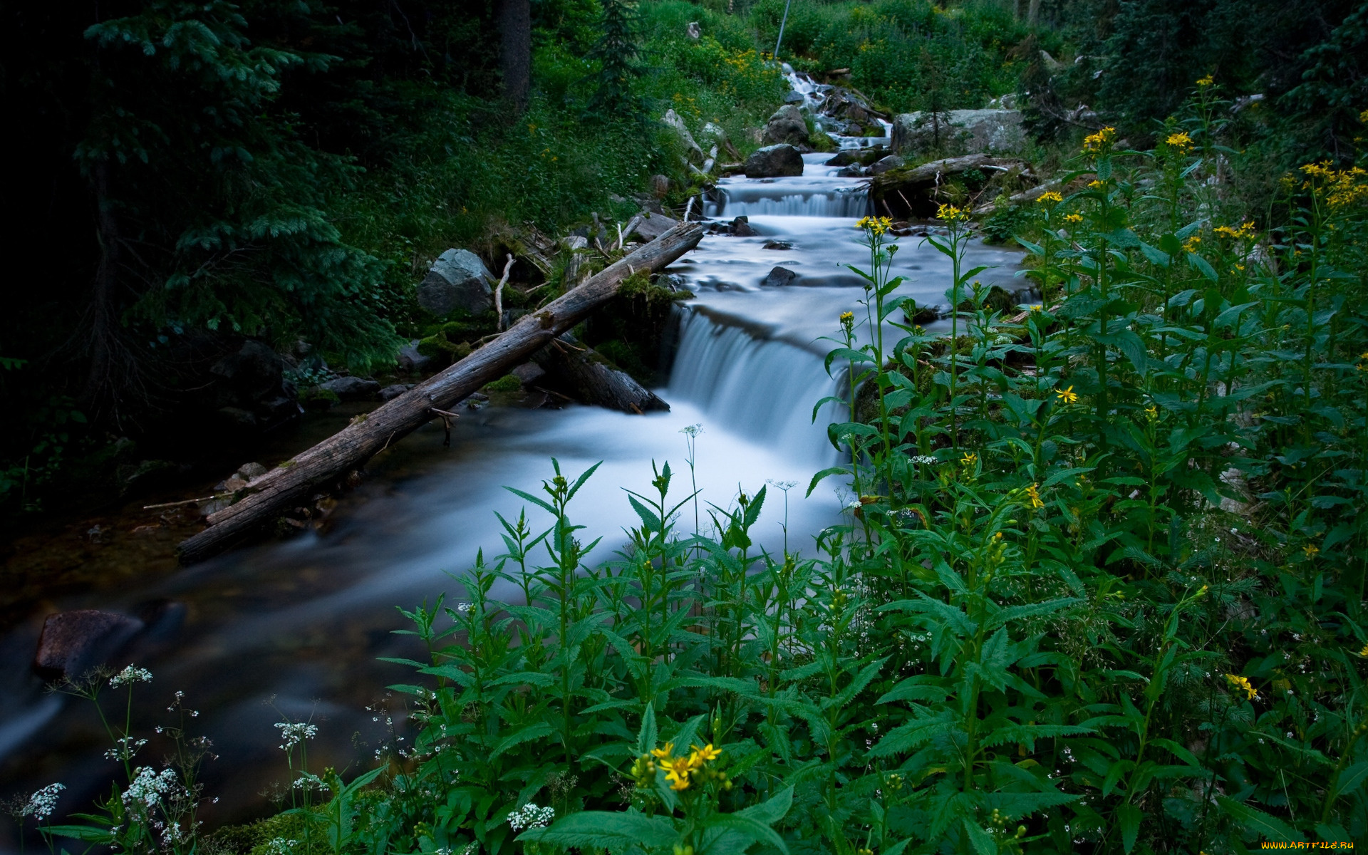 природа, реки, озера, ручей, вода, поток, трава, растения