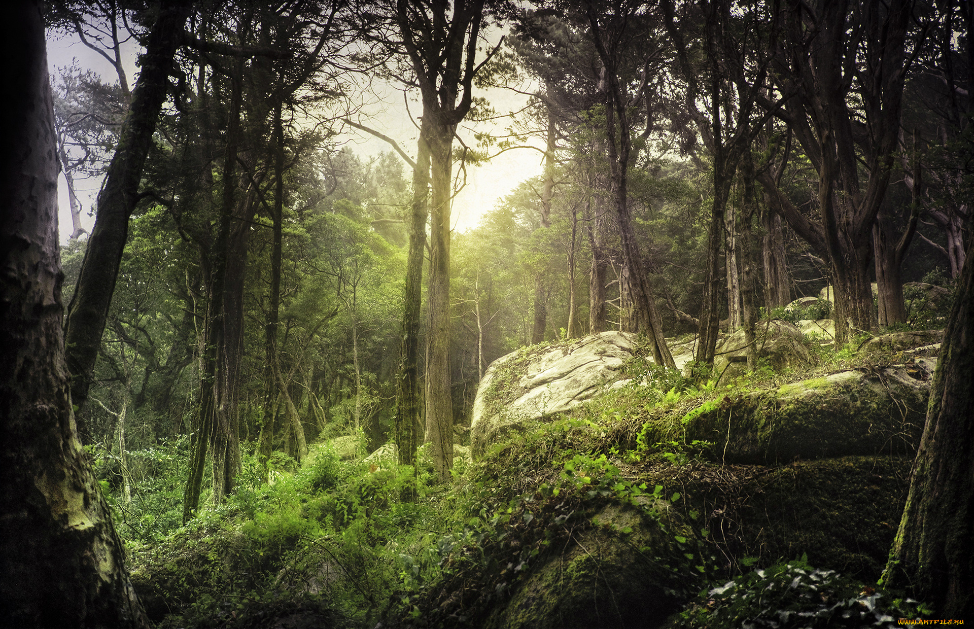 природа, лес, свет, камни, мох