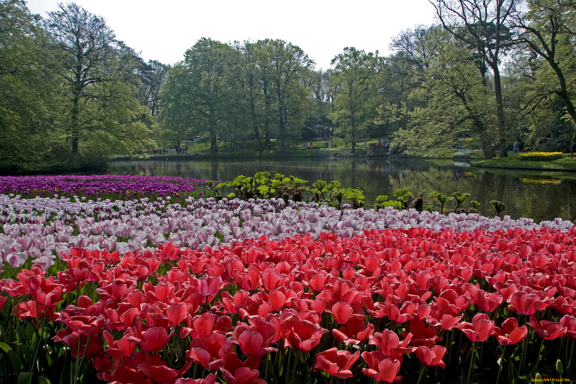 природа, парк, keukenhof, lisse, netherlands