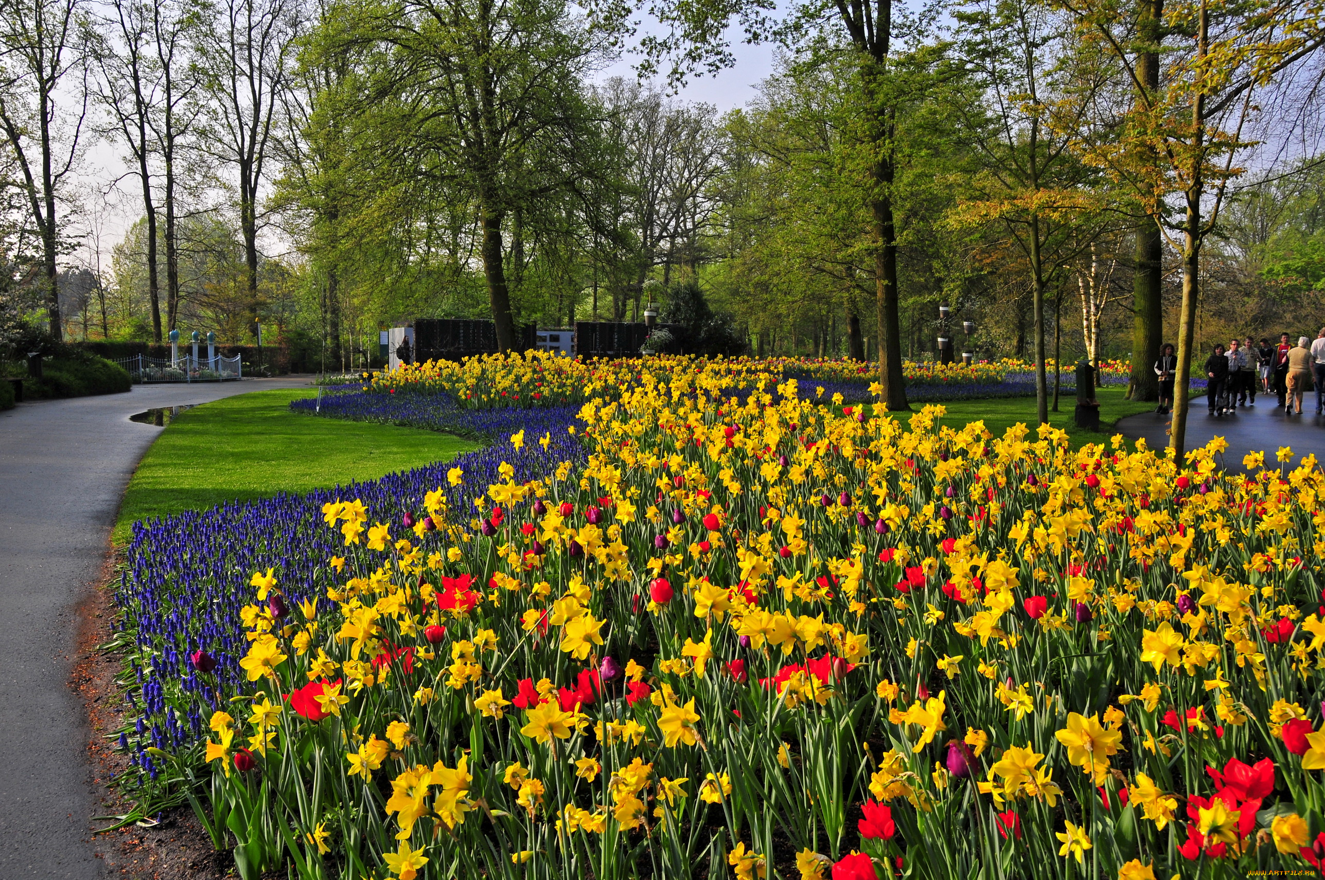 природа, парк, keukenhof, lisse, netherlands