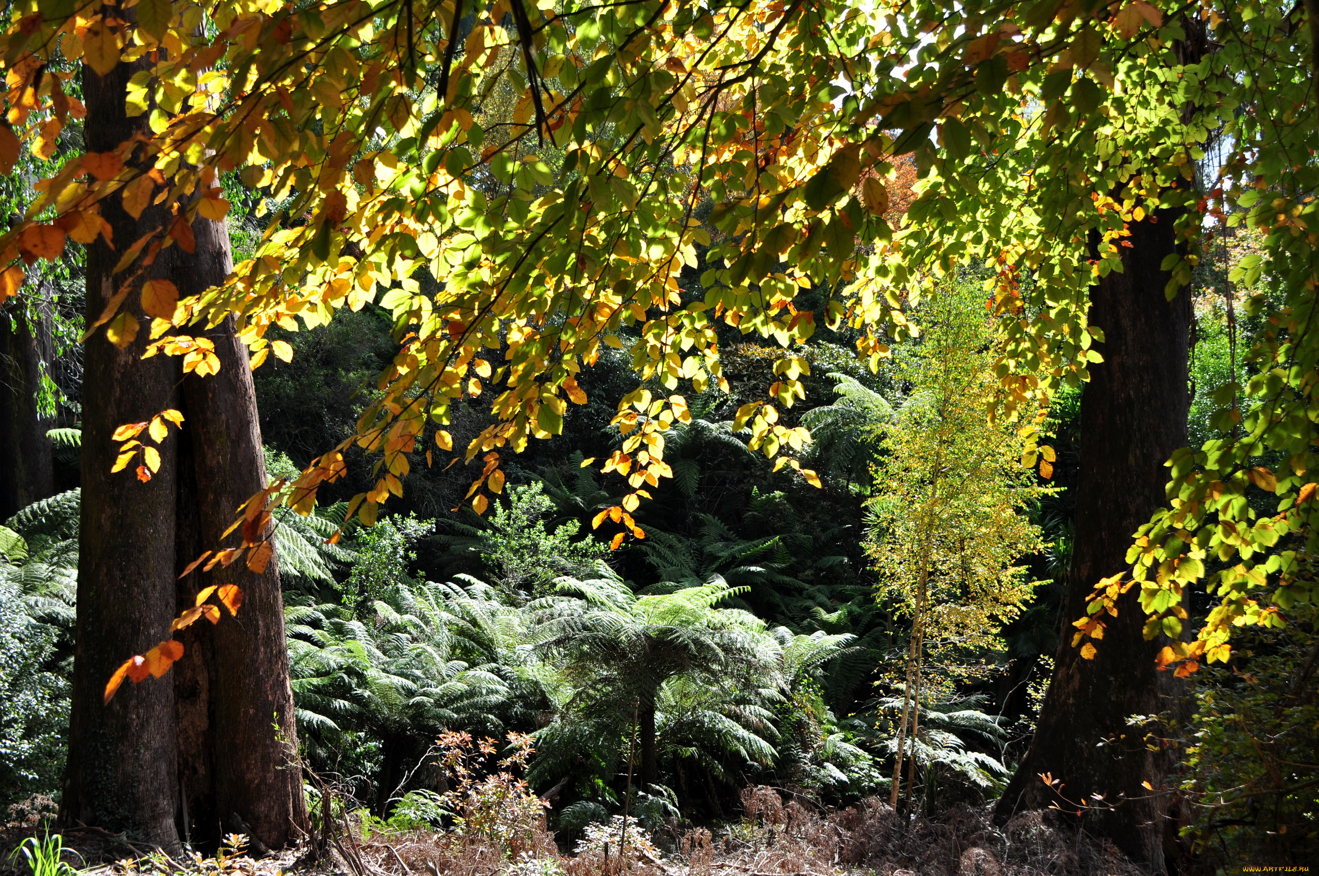 природа, деревья, olinda, тропики, австралия, кусты, gardens