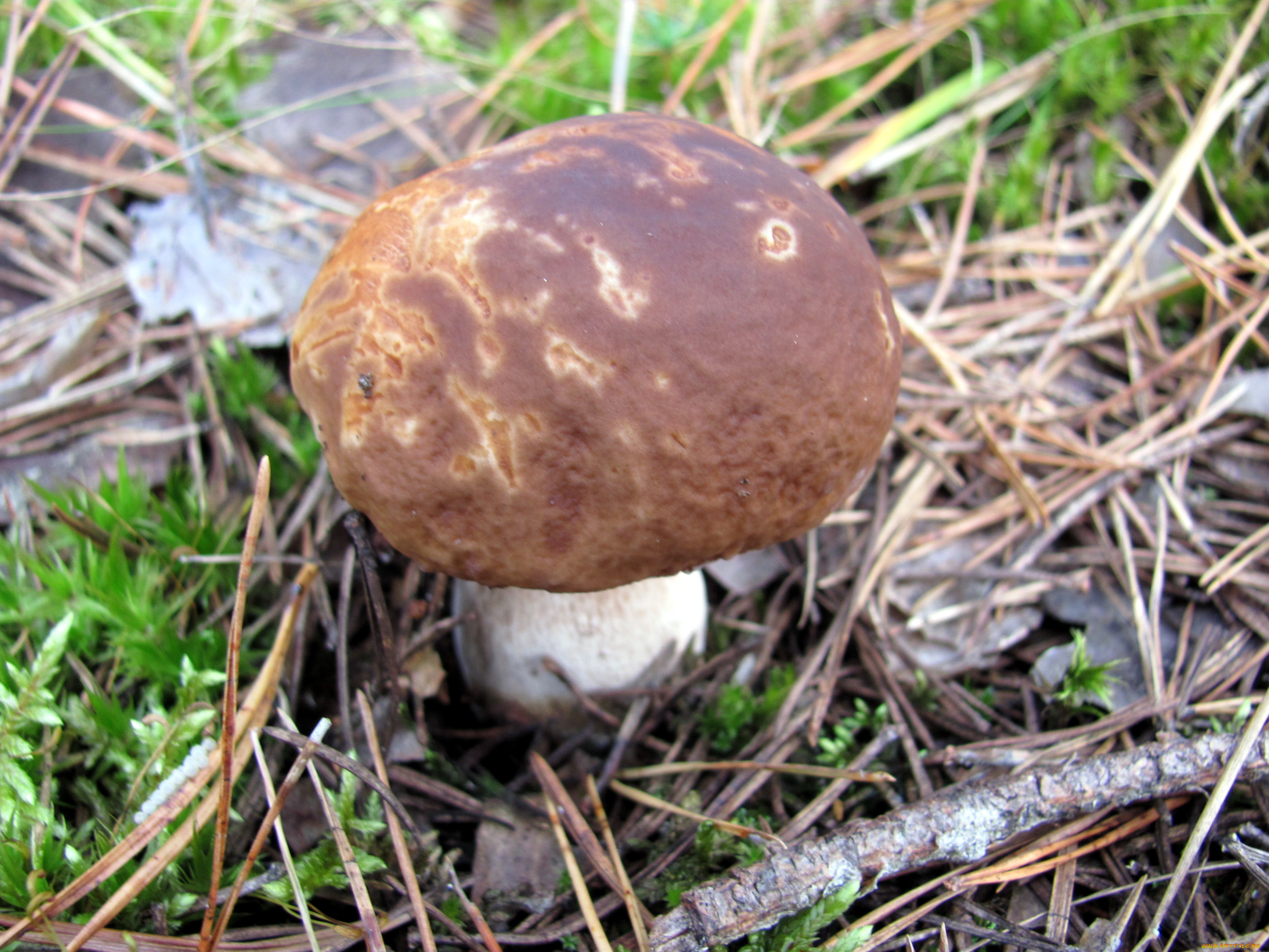 природа, грибы, сыроежка