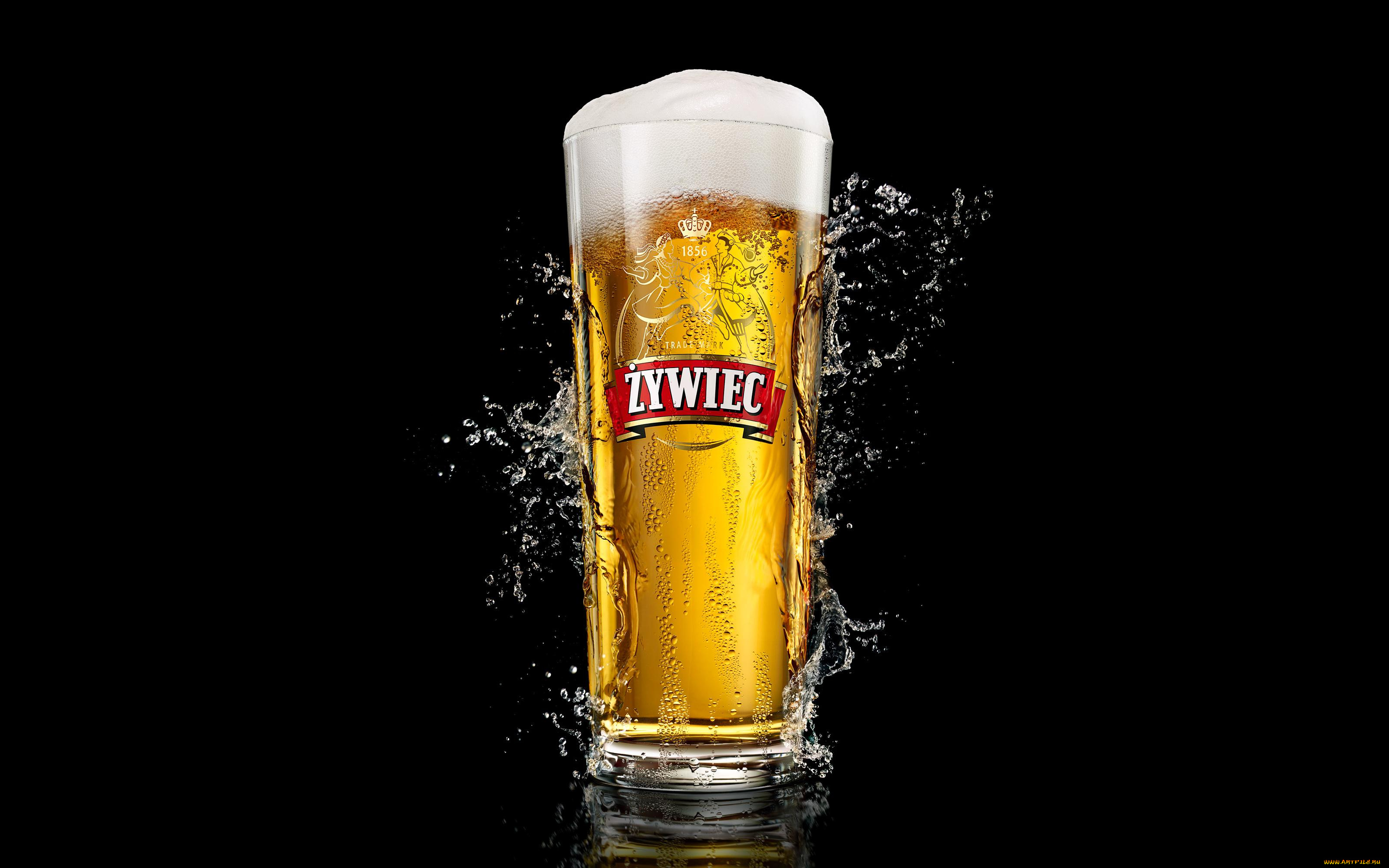 zywiec, бренды, пиво