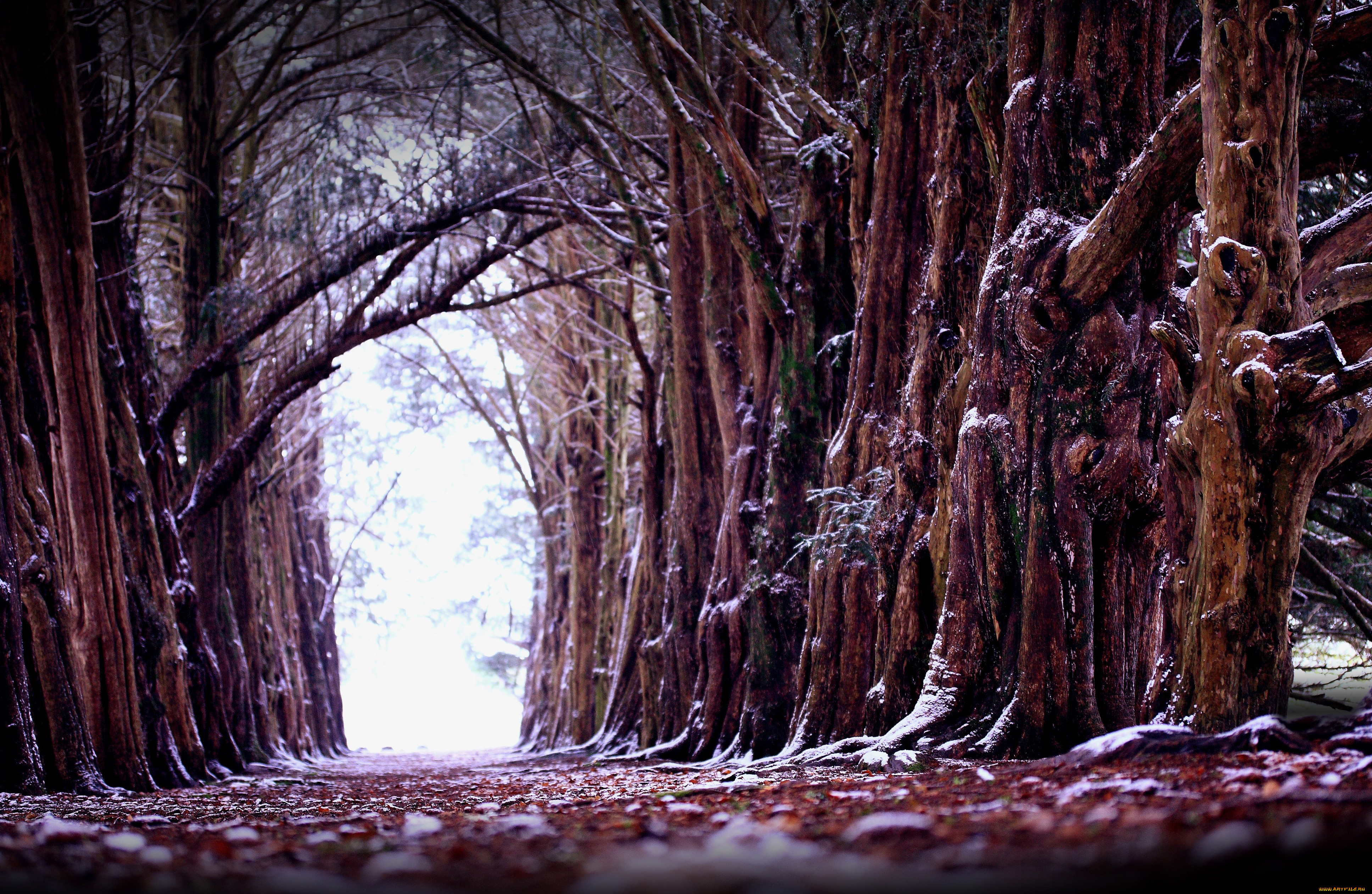 природа, деревья, зима, старые