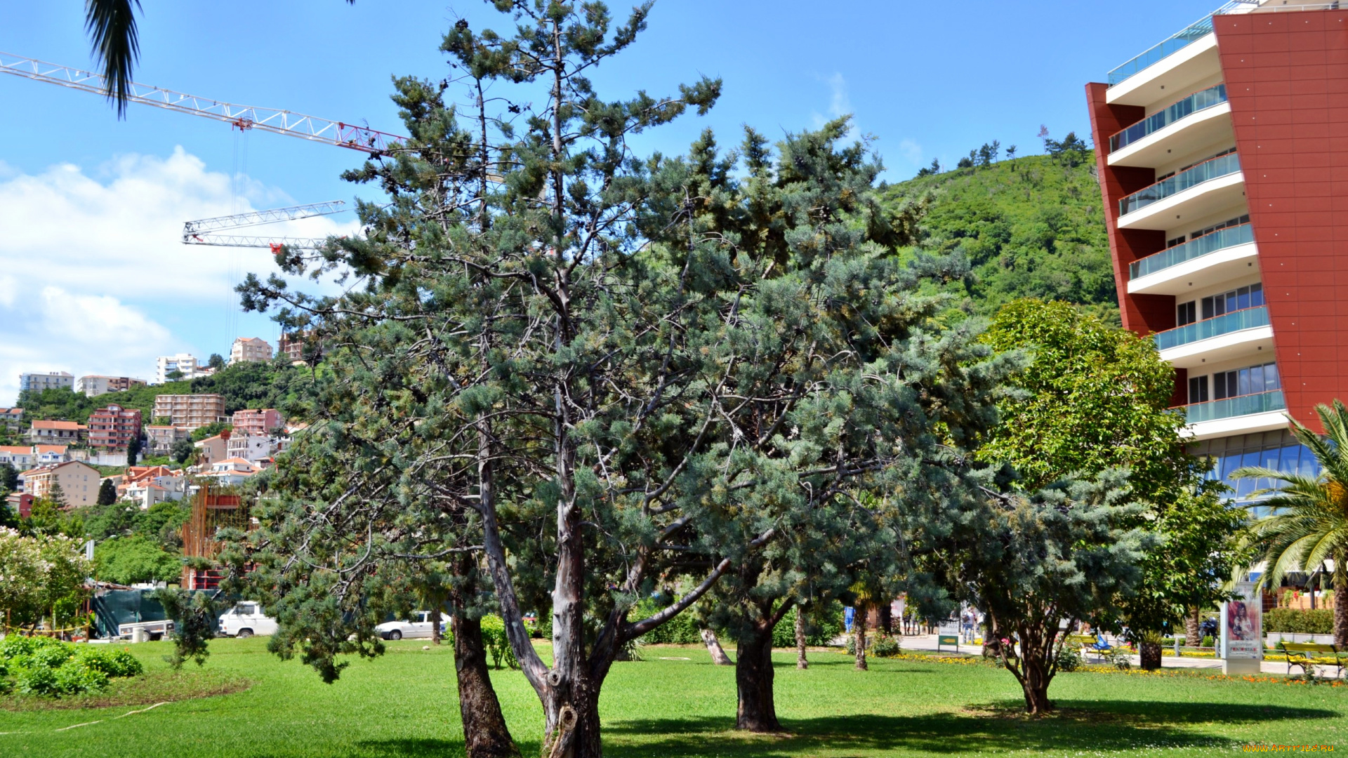 Черногория, будва, города, пейзажи, деревья, трава, парк, городской