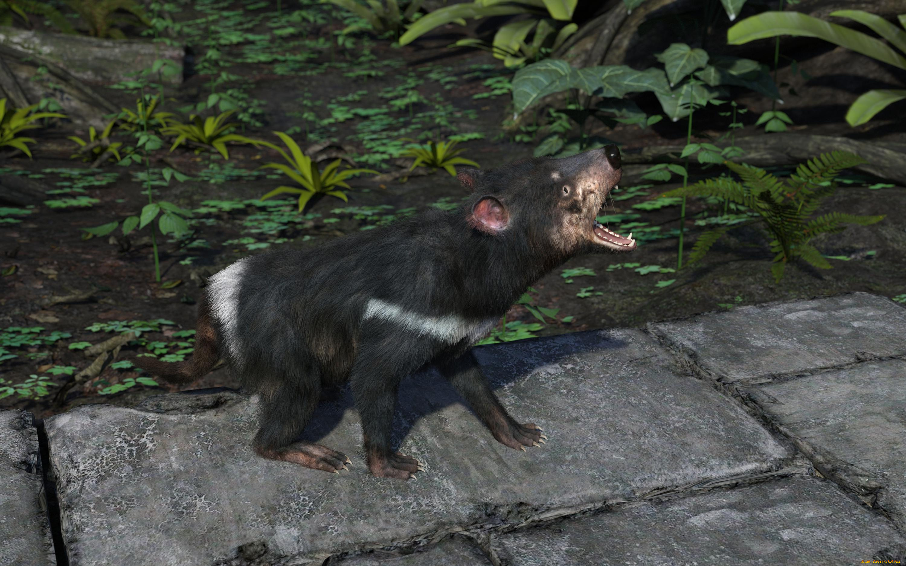 3д, графика, животные, , animals, тасманский, дьявол