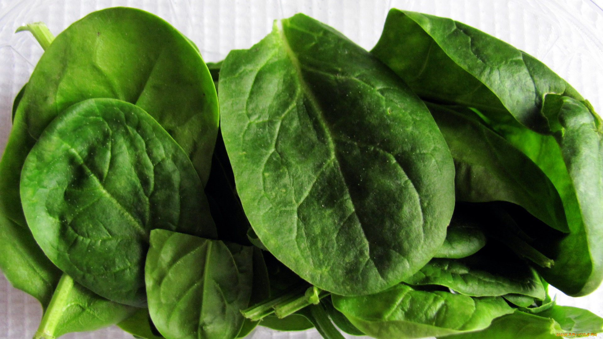 еда, овощи, шпинат