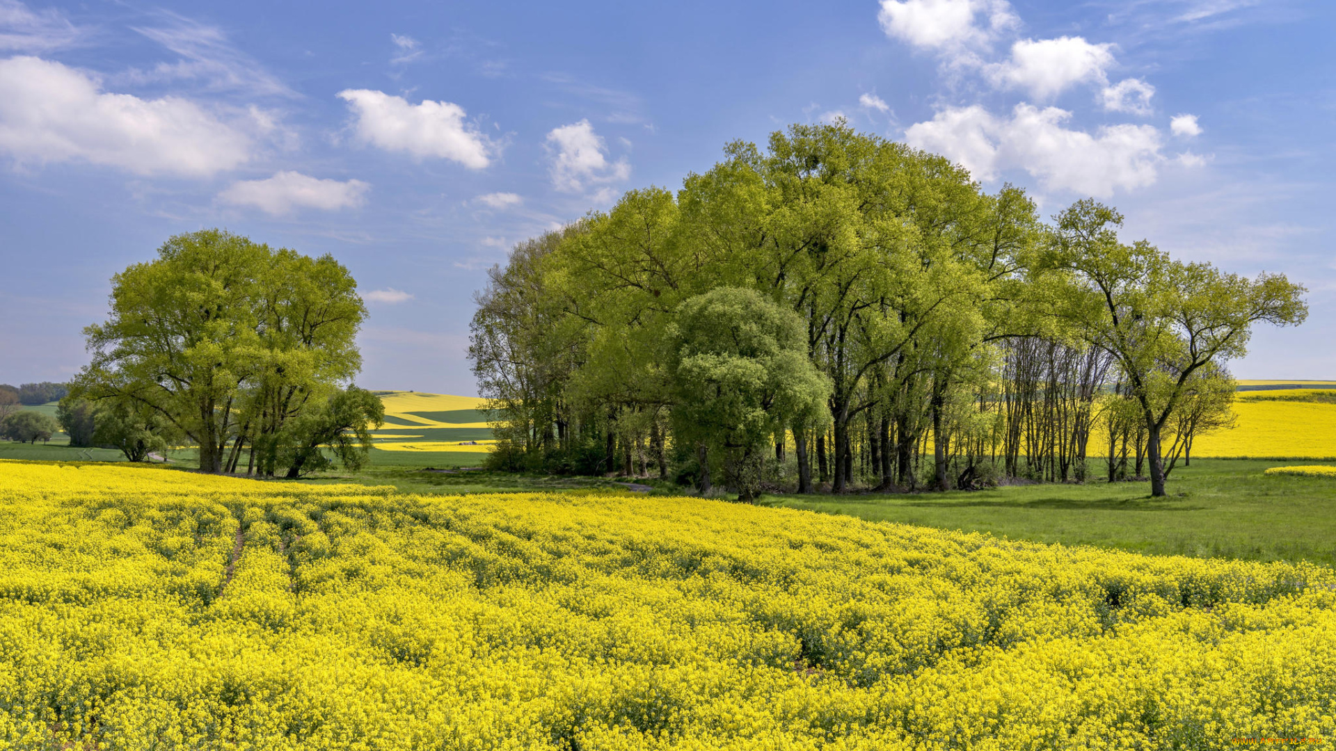 природа, поля, деревья, холмы, пейзаж, цветы, поле
