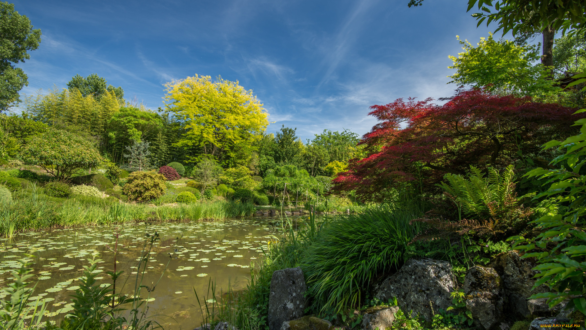 природа, реки, озера, лес, река