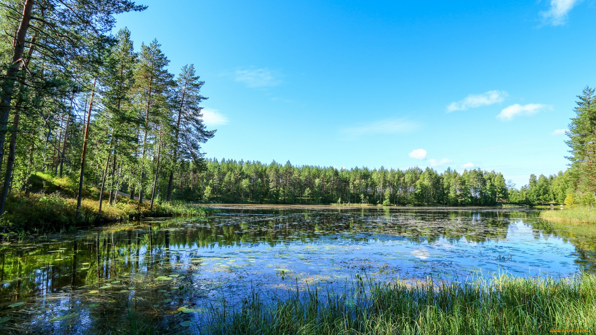 природа, реки, озера, река, лес