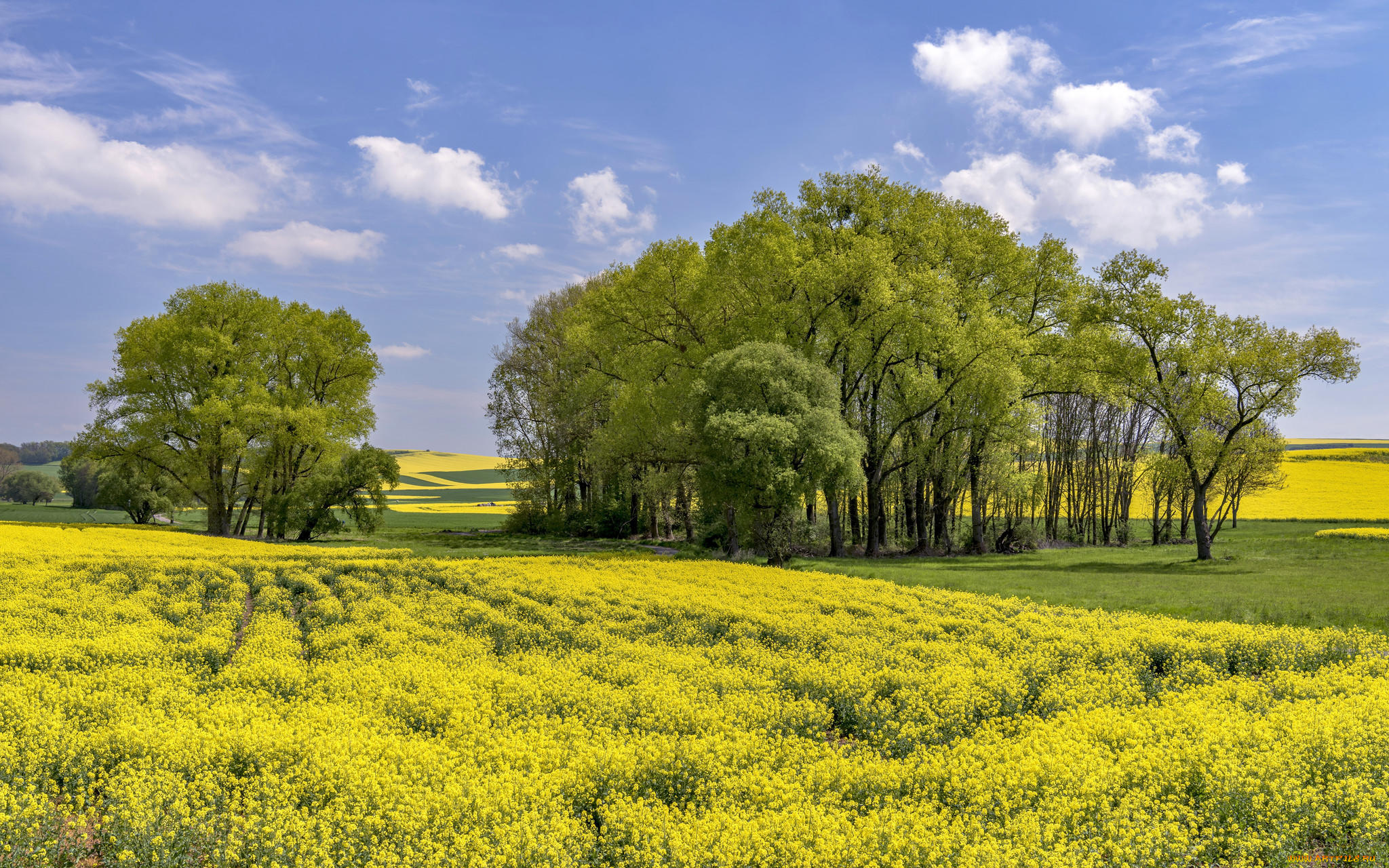 природа, поля, деревья, холмы, пейзаж, цветы, поле