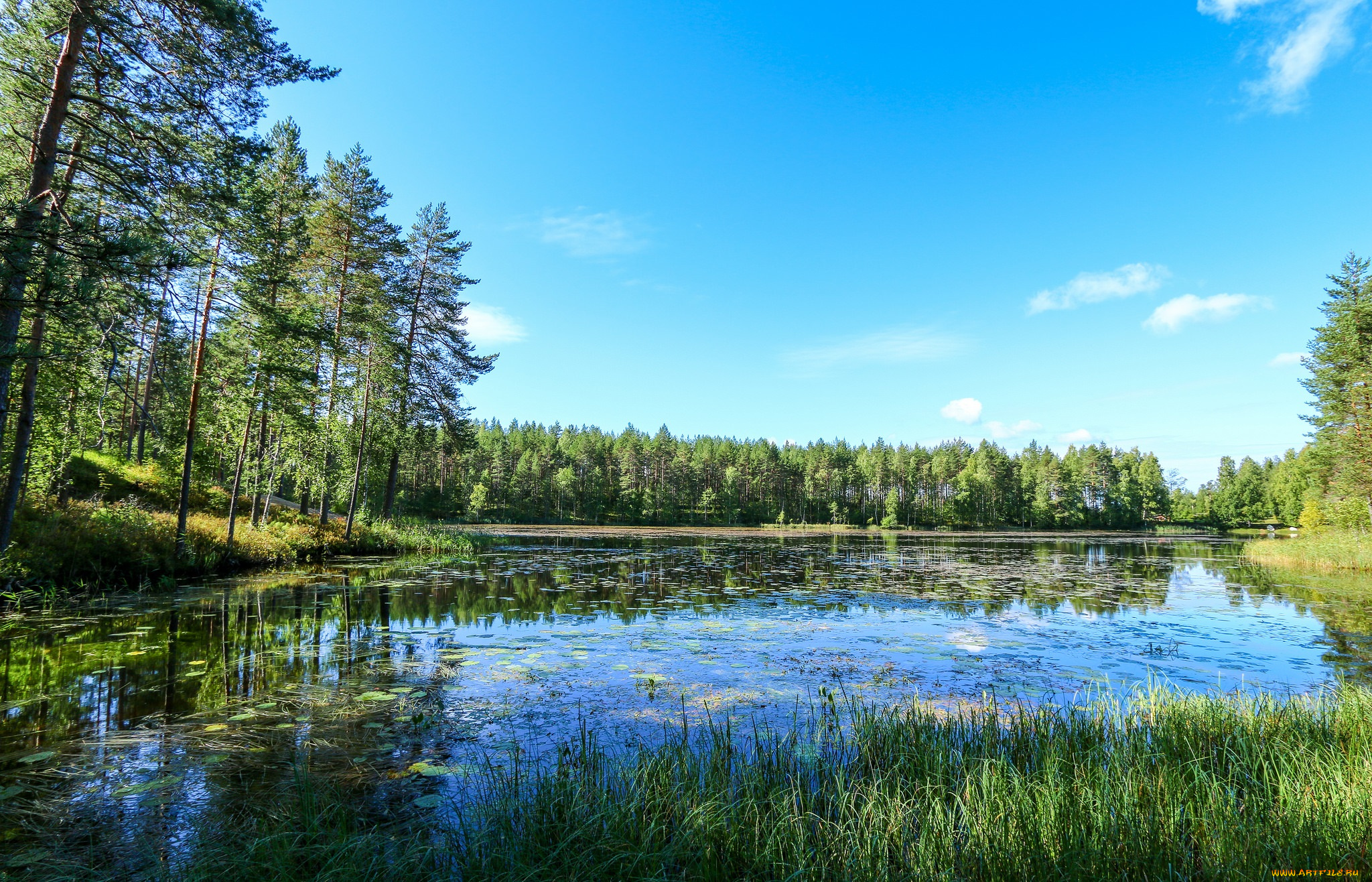 природа, реки, озера, река, лес