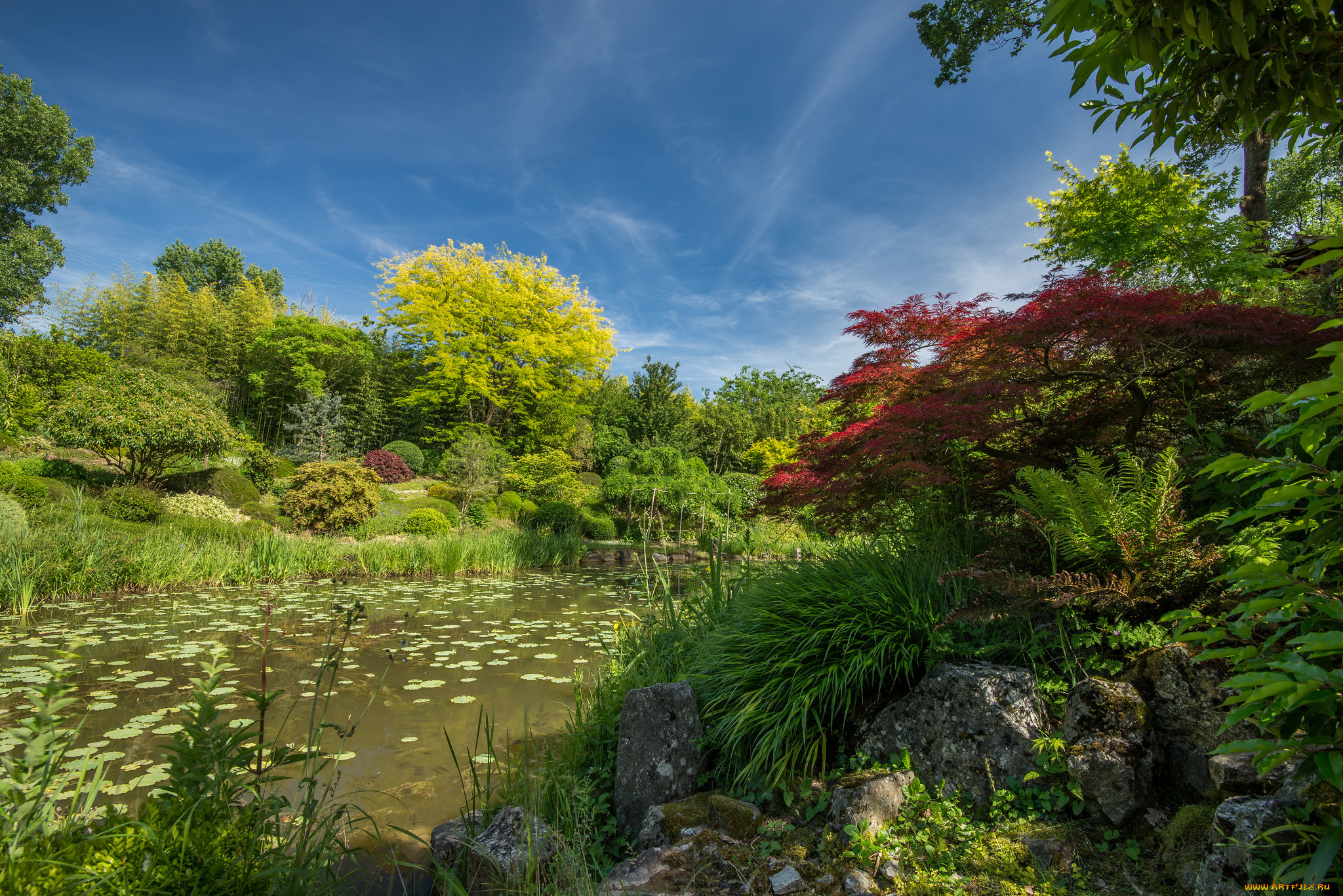 природа, реки, озера, лес, река