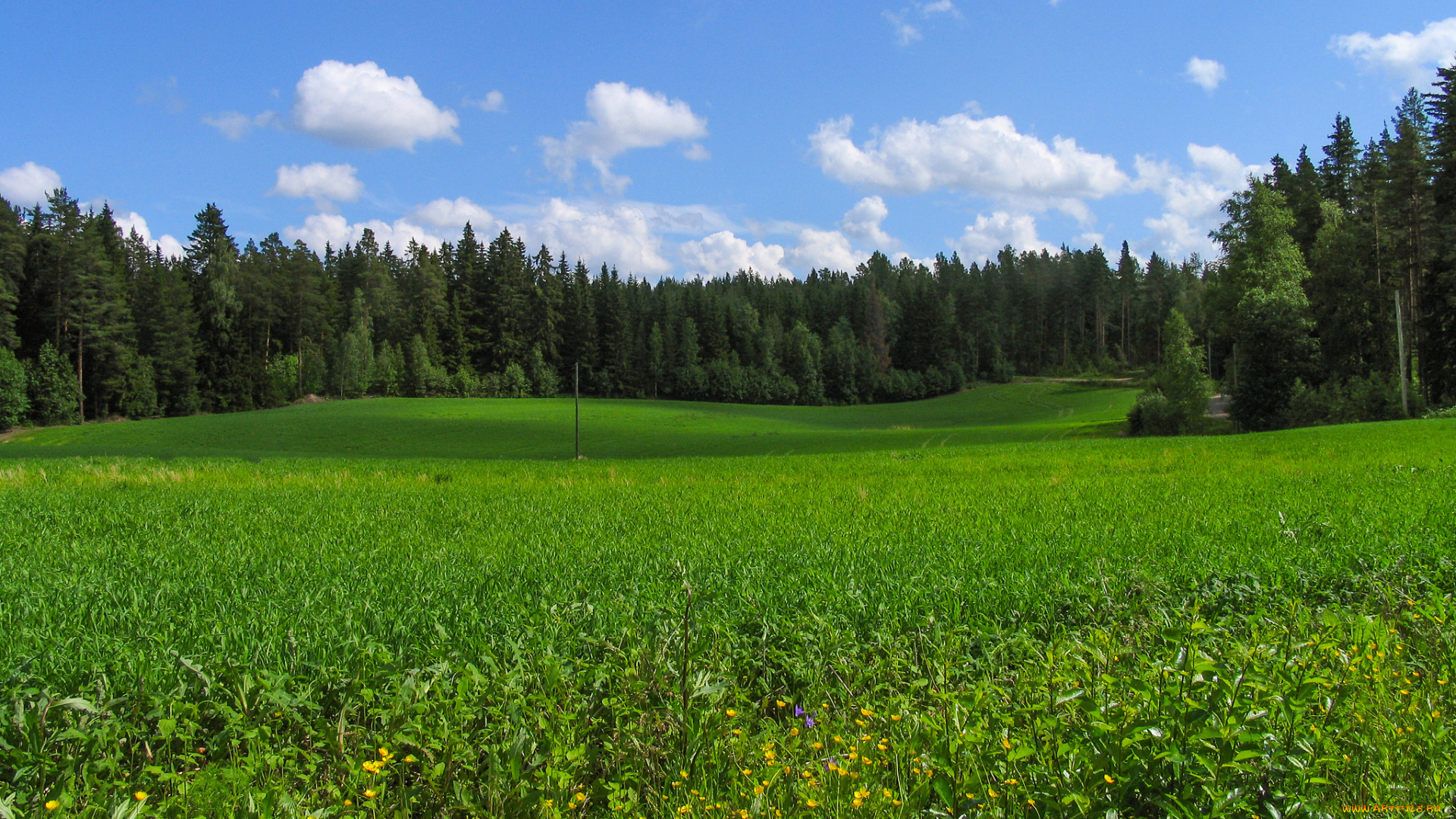 природа, луга, простор